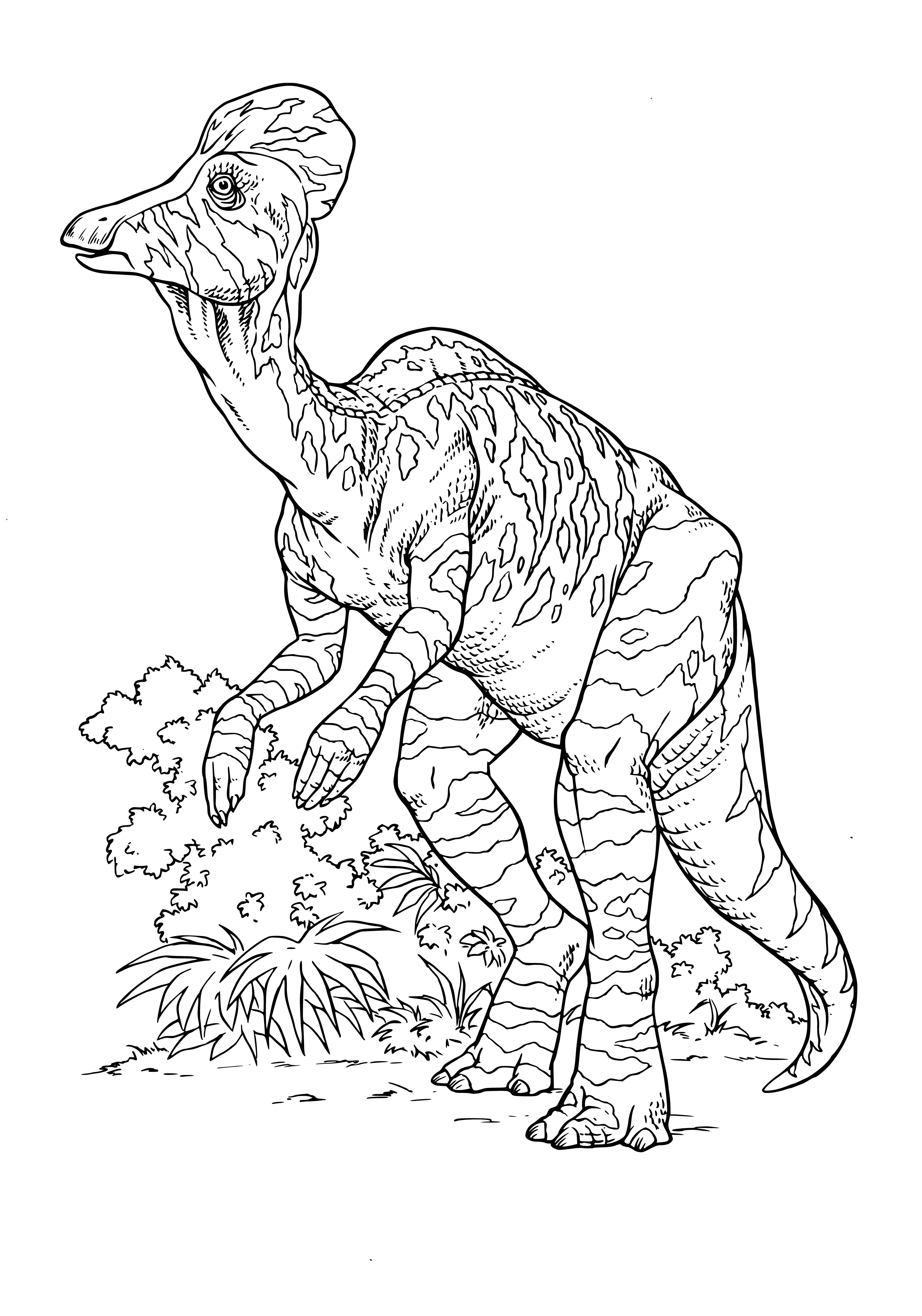 coloring page: Corytosaurus: 4 ton, 30' long dinosaur with a frill of bone. Likely lived in herds & ate leaves from tall trees, size of a school bus.