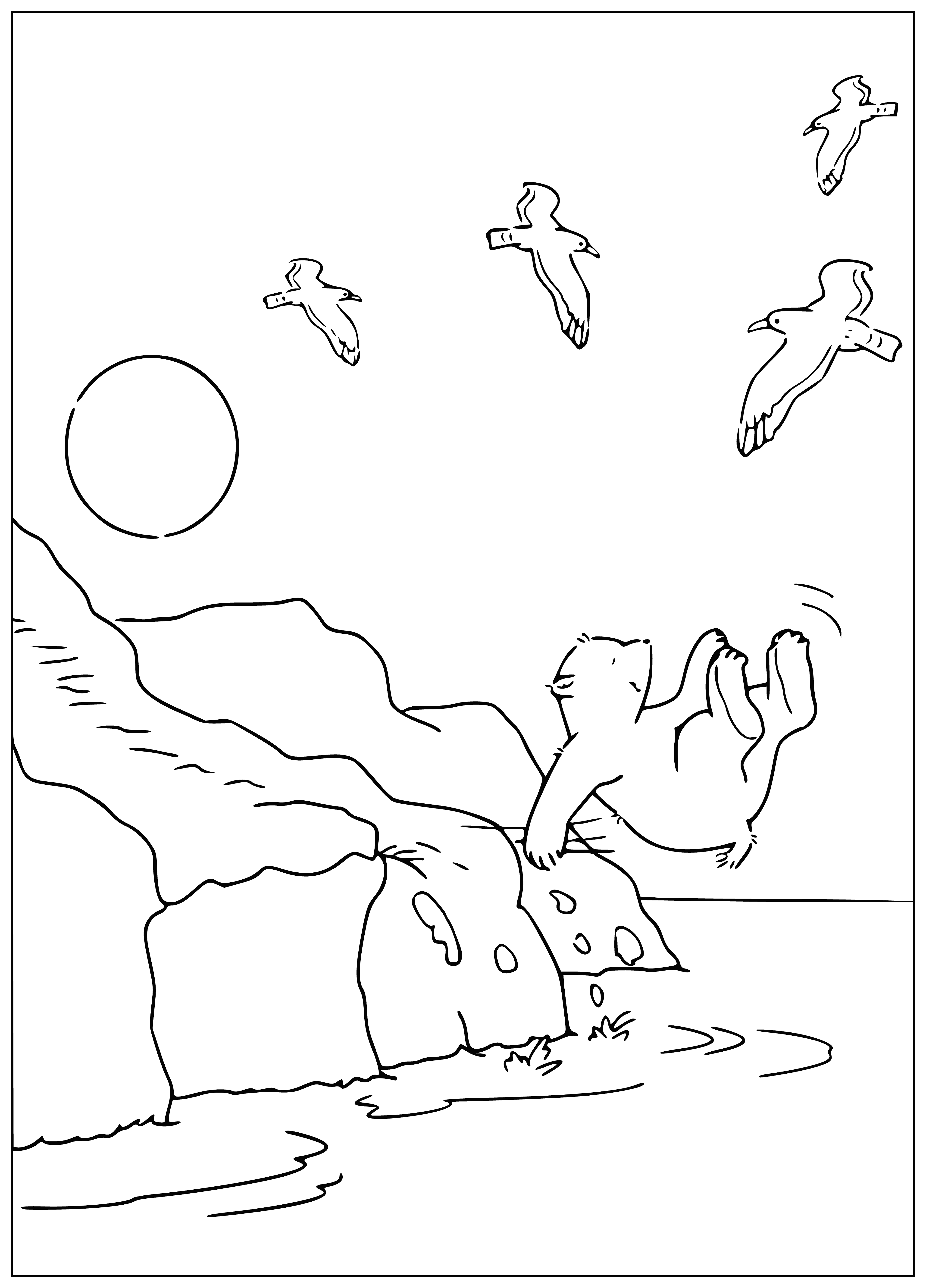 coloring page: Little polar bear explores ice, water and looks for something. Has fun swimming; looks for camera when back on ice.