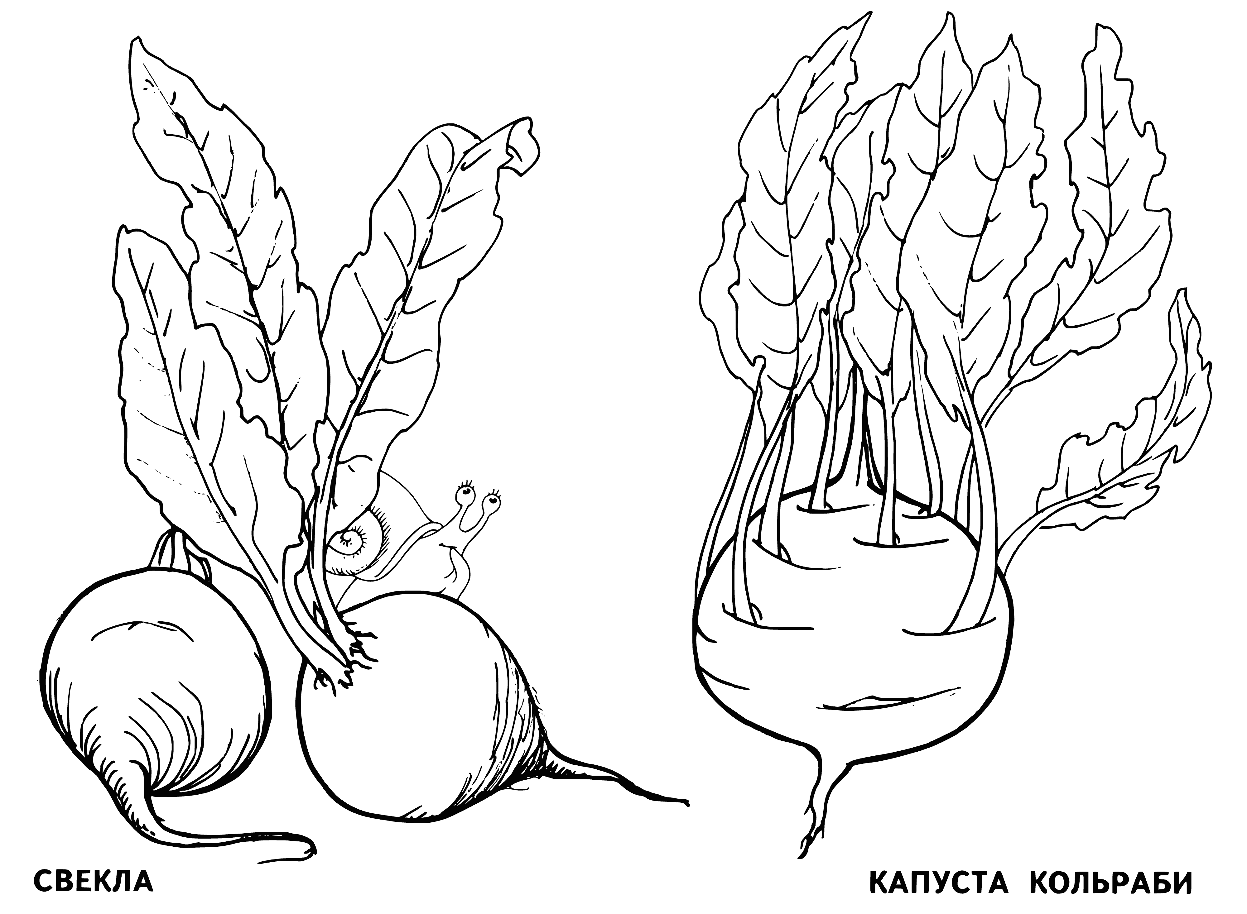 coloring page: Beetroot and kohlrabi are round red veggies; beetroot smooth and smaller, kohlrabi bumpy and purple, both with green leaves. #veggies