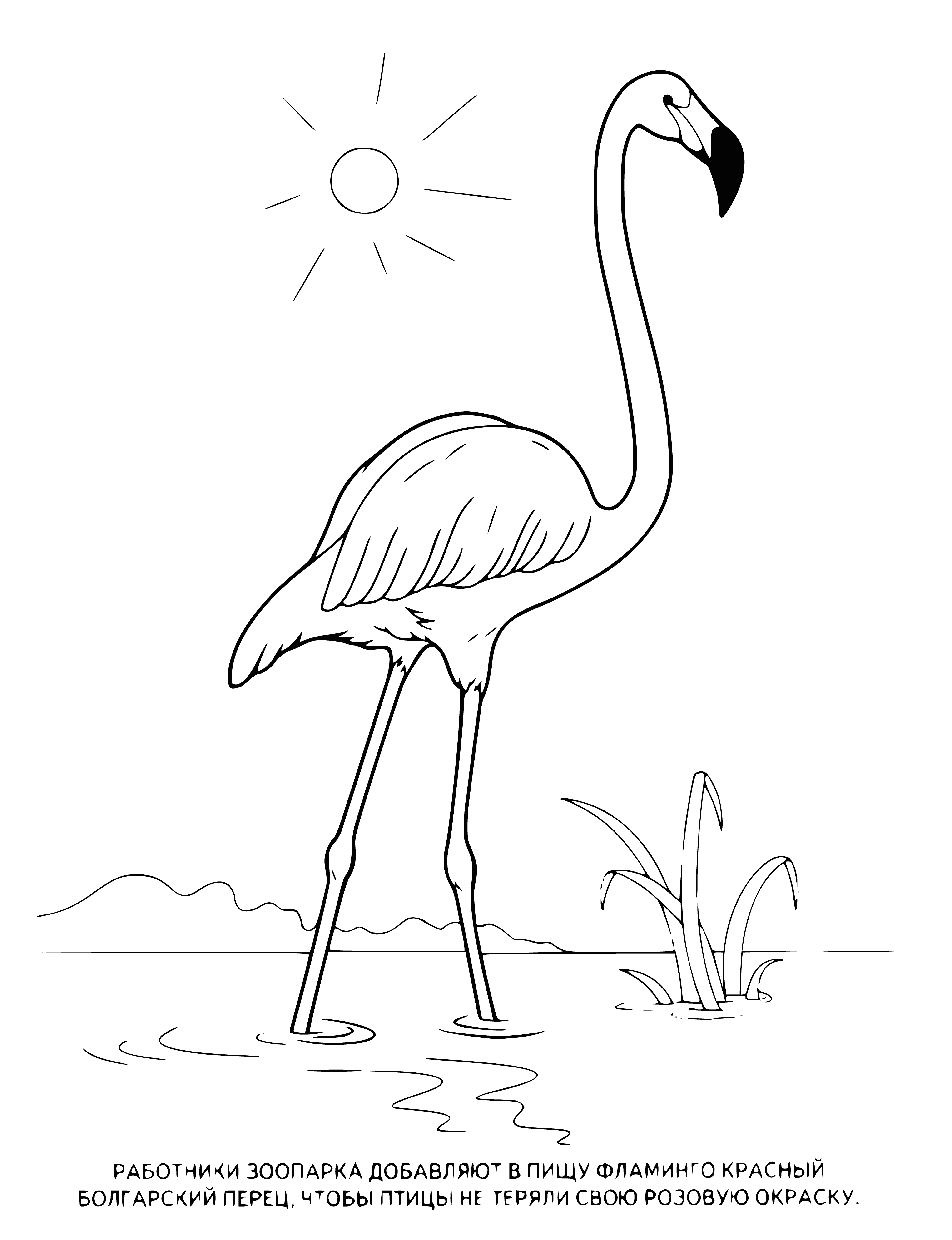 coloring page: 2 pink flamingos stand on one leg in a pool with wings spread, long necks and beaks.