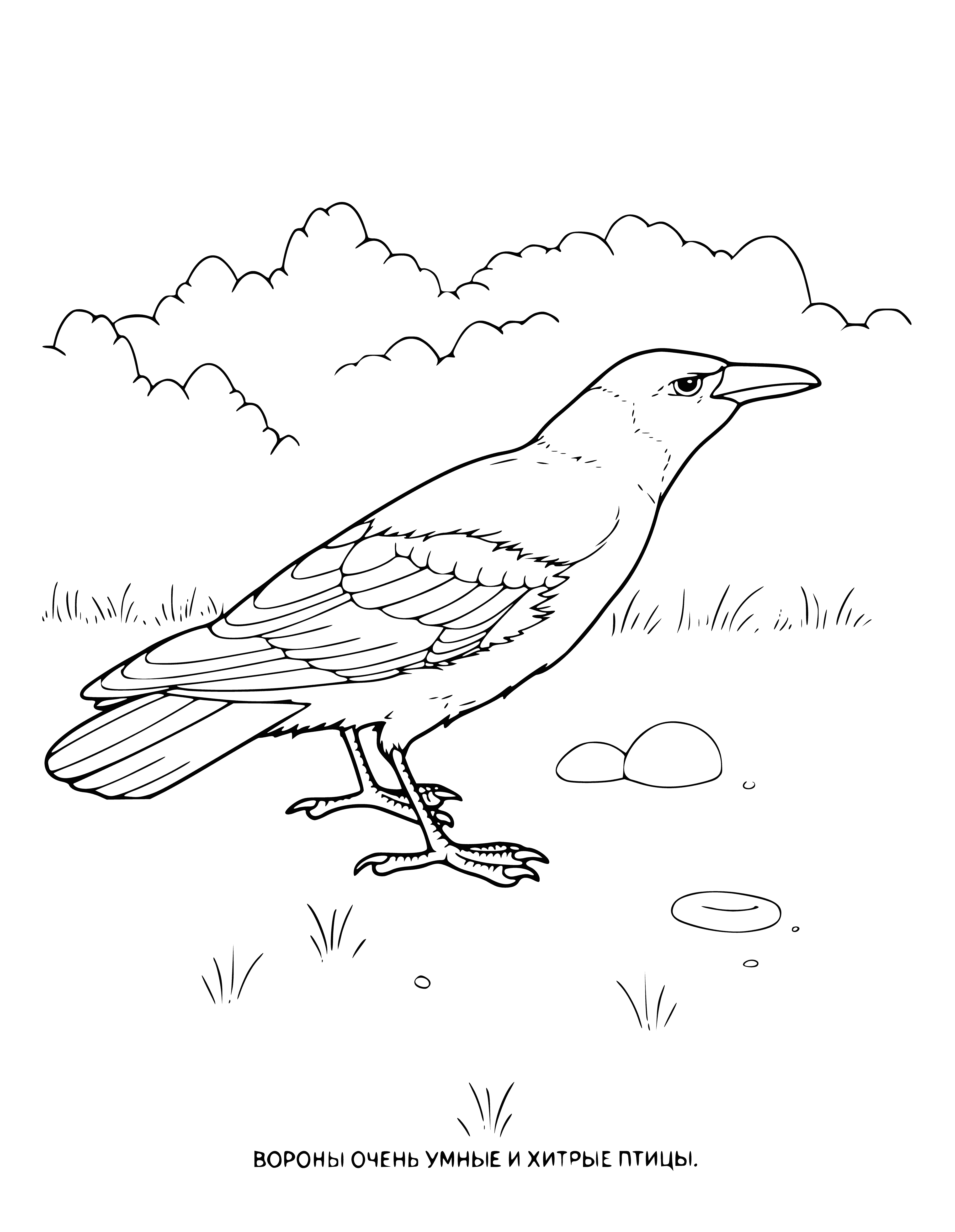 coloring page: Large black bird with curved beak, perched on branch with head tilted, glossy feathers. Eyes black.