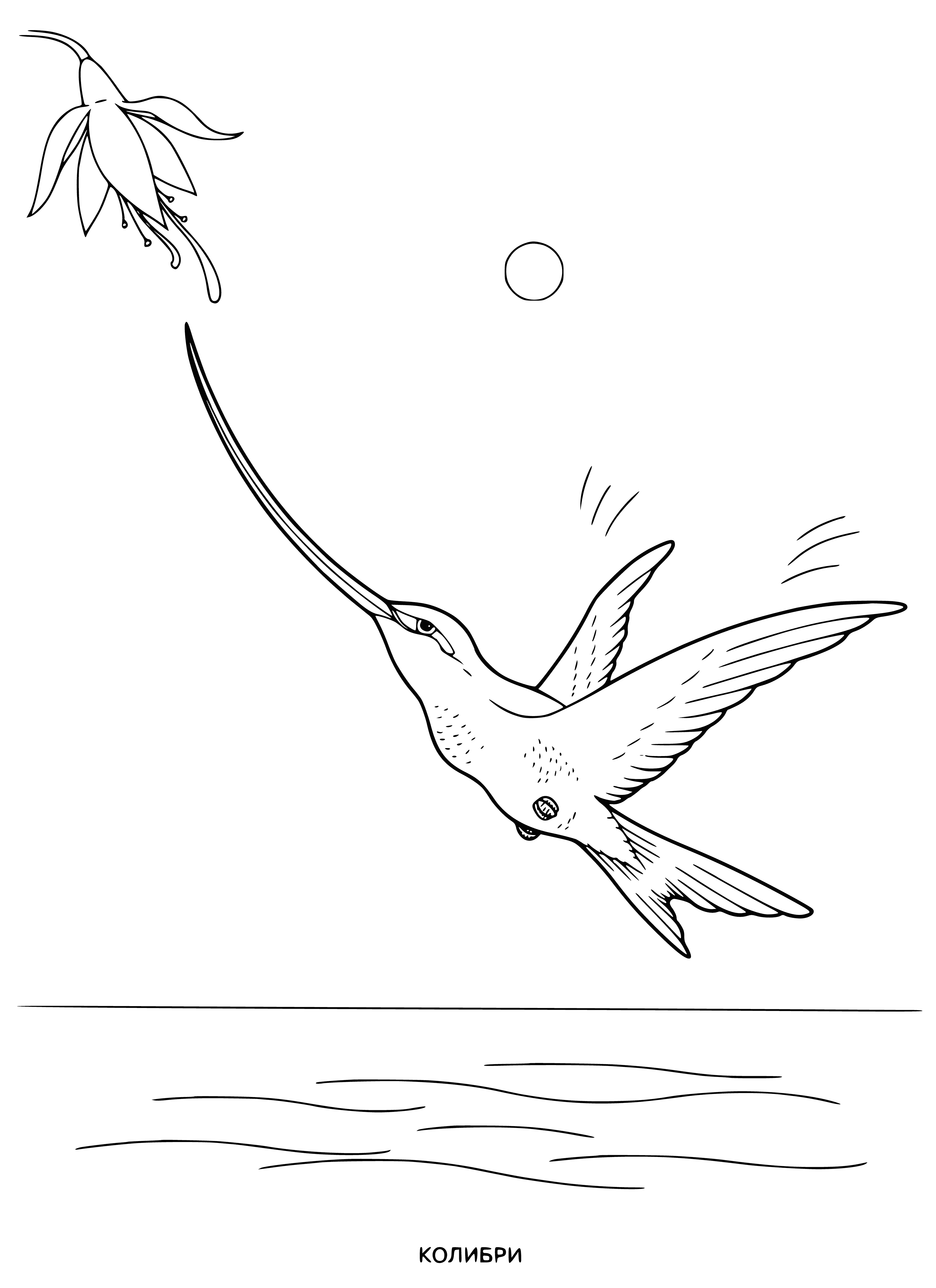 coloring page: Five colorful hummingbirds flying around a jungle, all with the same long beak and small body characteristic of hummingbirds. #hummingbirds