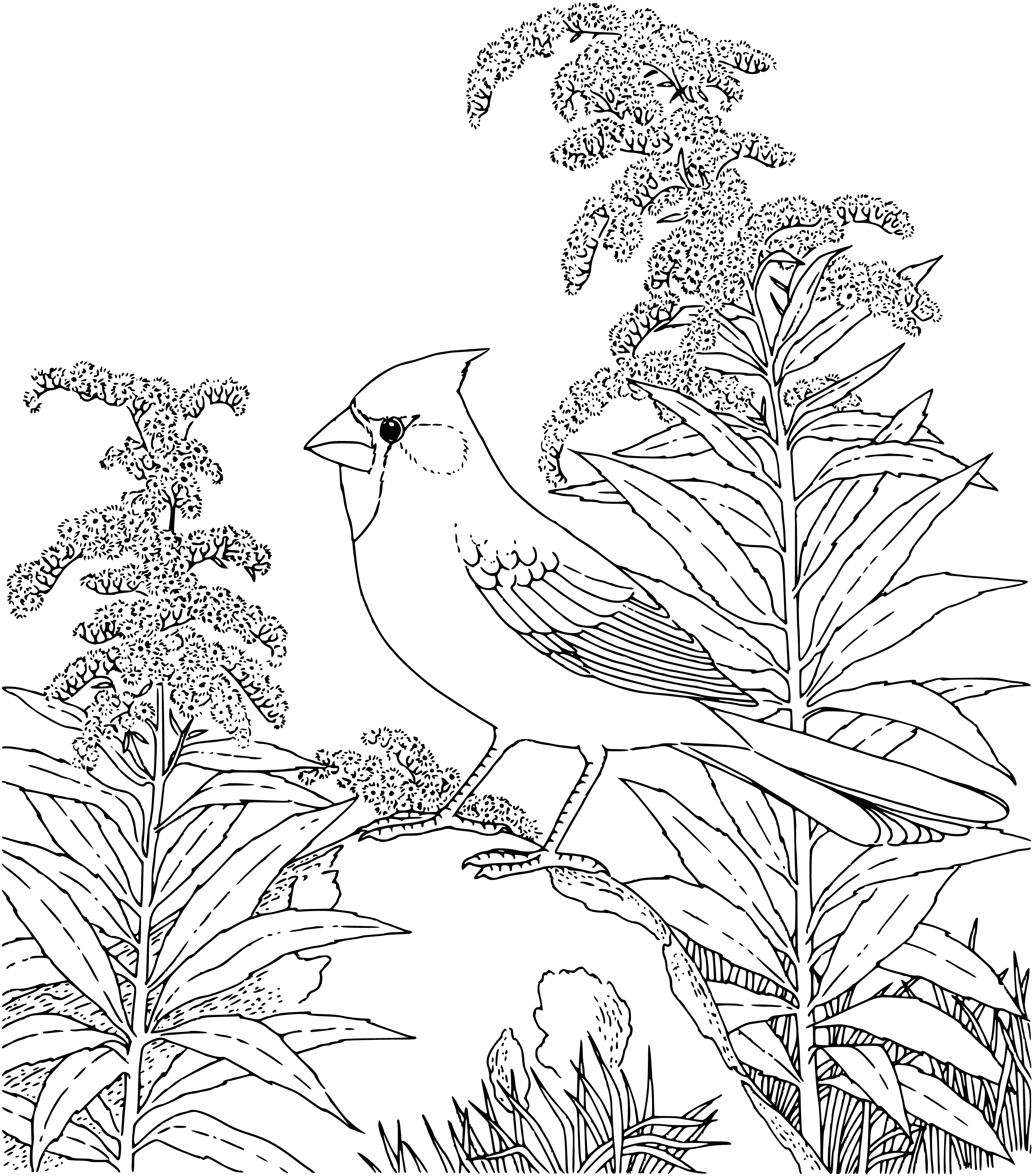 coloring page: Large red bird with black beak/eyes, crest, and long tail perched on branch. #birdwatching