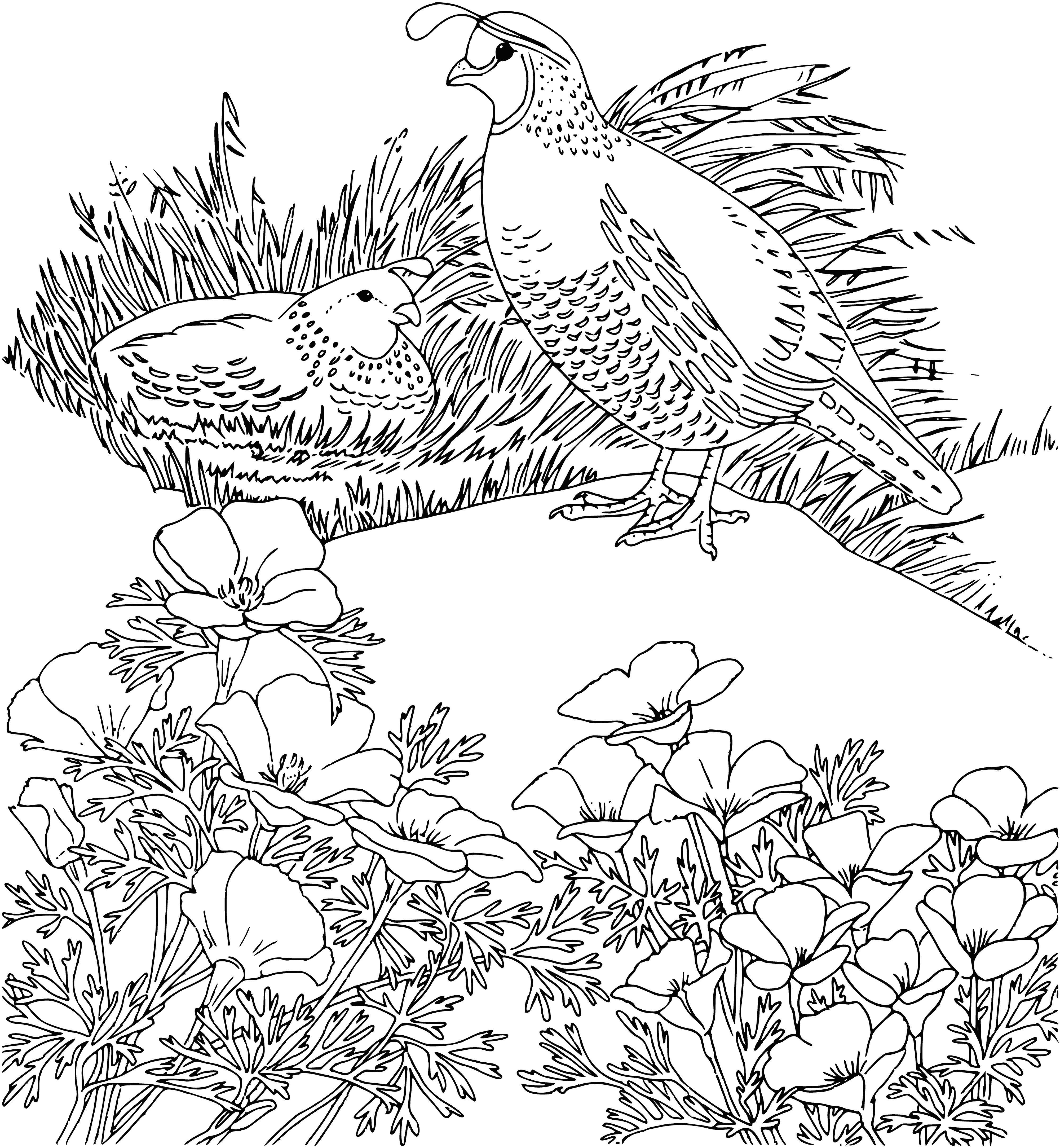 coloring page: Six quail on a coloring page- four standing, two flying. Brown w/ white wing stripes. #coloringpage