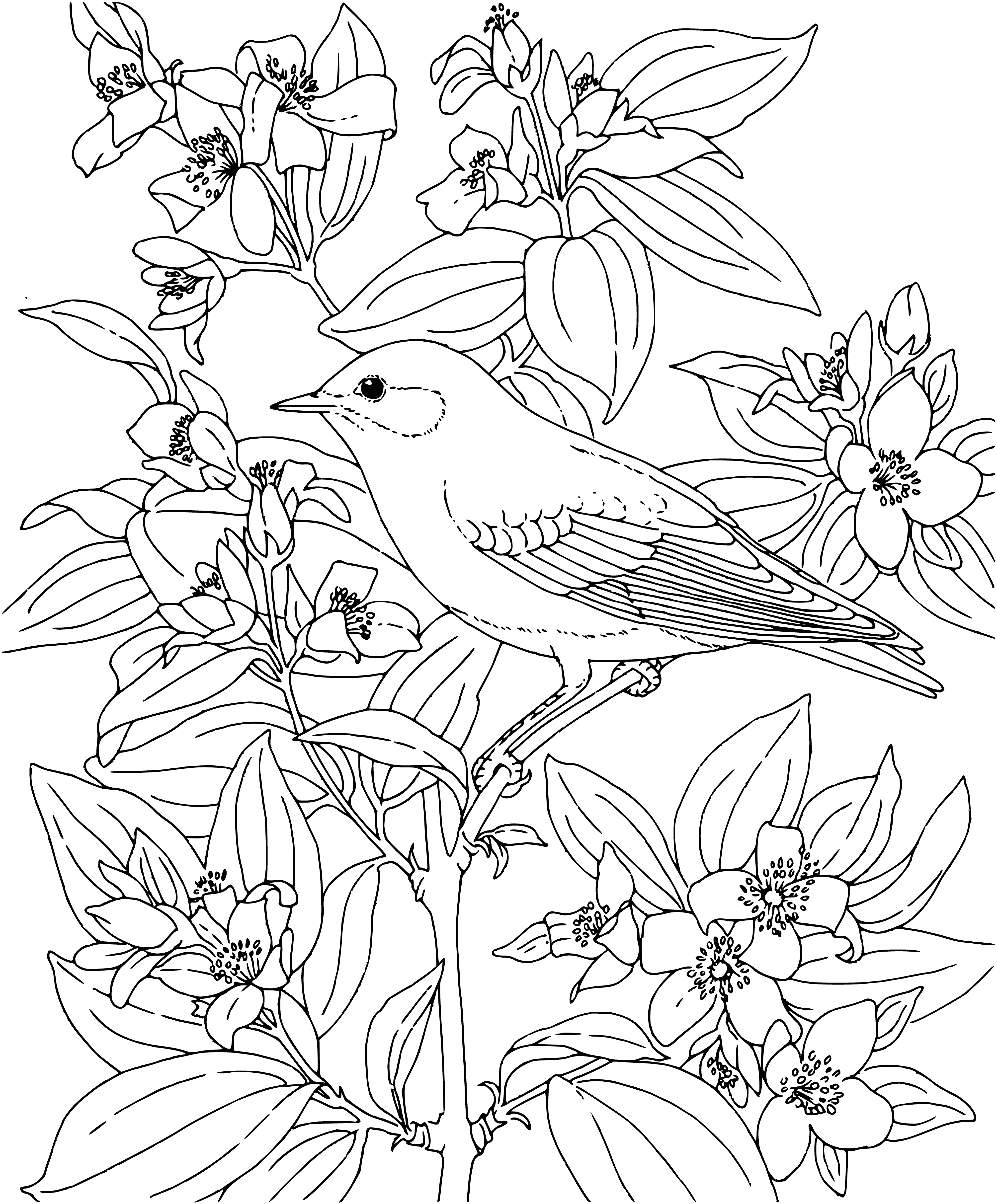 coloring page: Two birds of different sizes with yellow beaks coloring a page: one brown with white spots, one white.