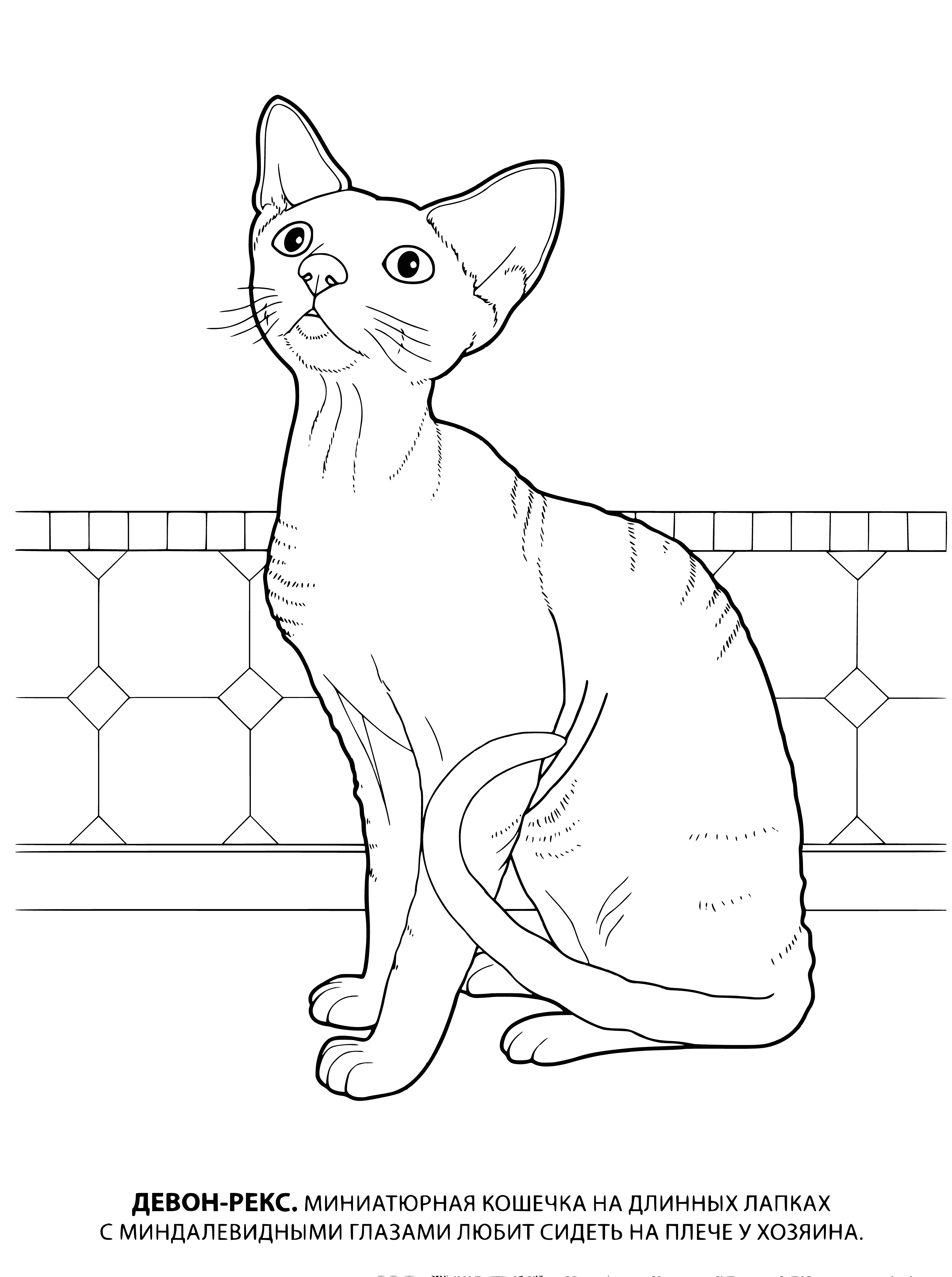 coloring page: Affectionate, intelligent, short-legged cats w/wavy coats & big ears. Playful, independent & can learn tricks. Great companions for any age.