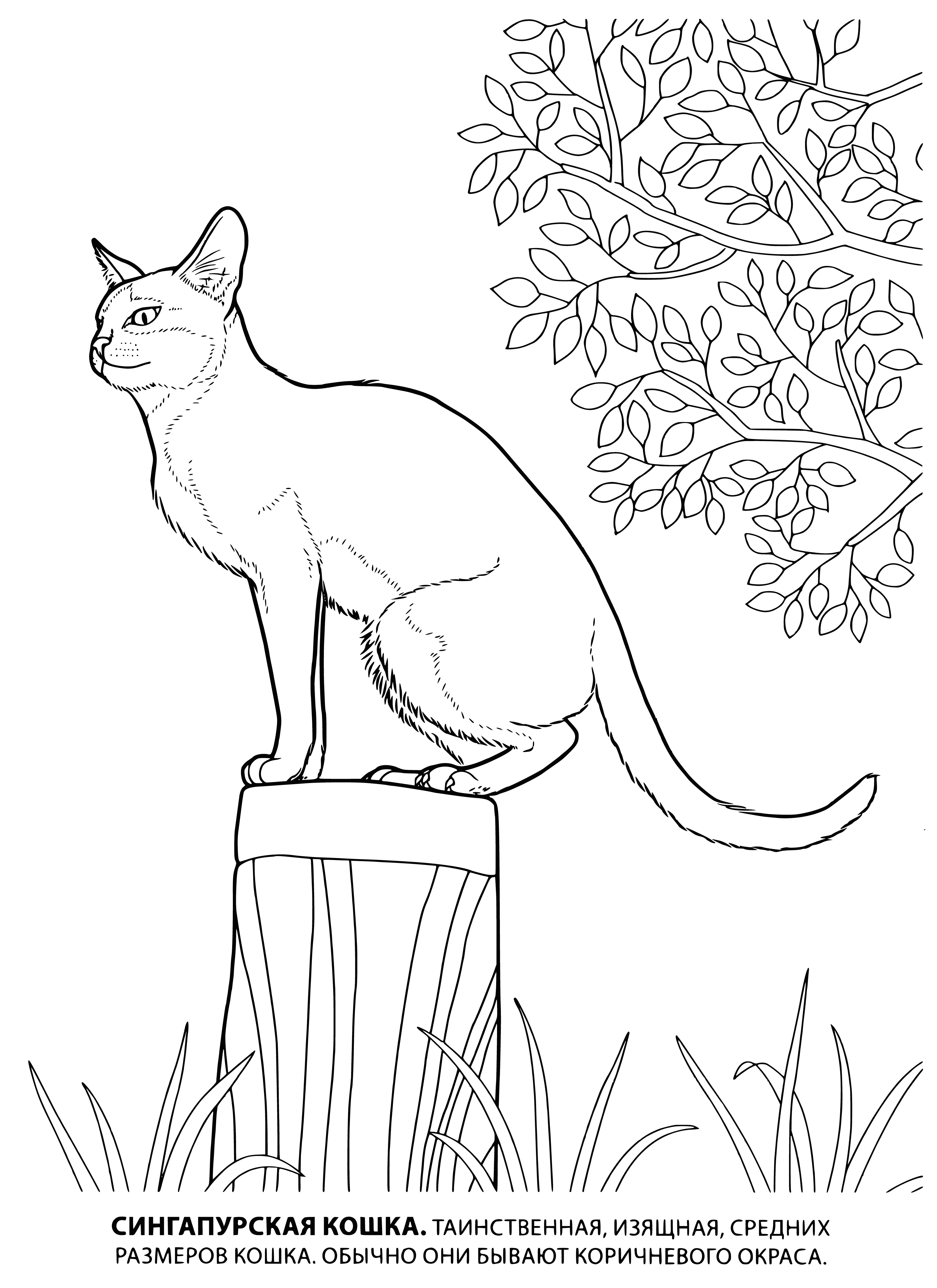 coloring page: Two gray cats, one sitting and one standing, looking at each other in a coloring page.