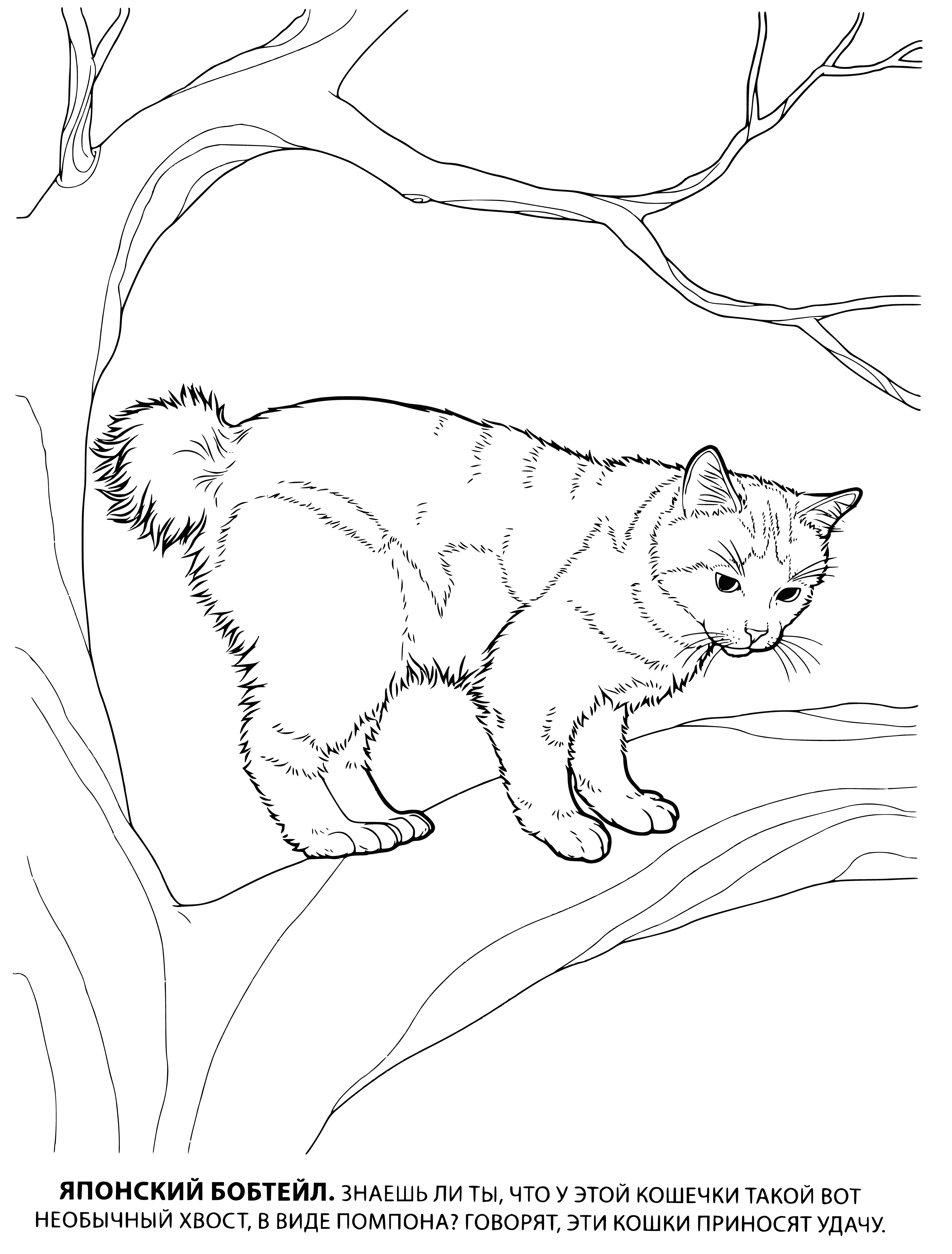 coloring page: Cute fluffy cat with triangular head and big ears; mostly white fur with brown patches and a stubby tail.