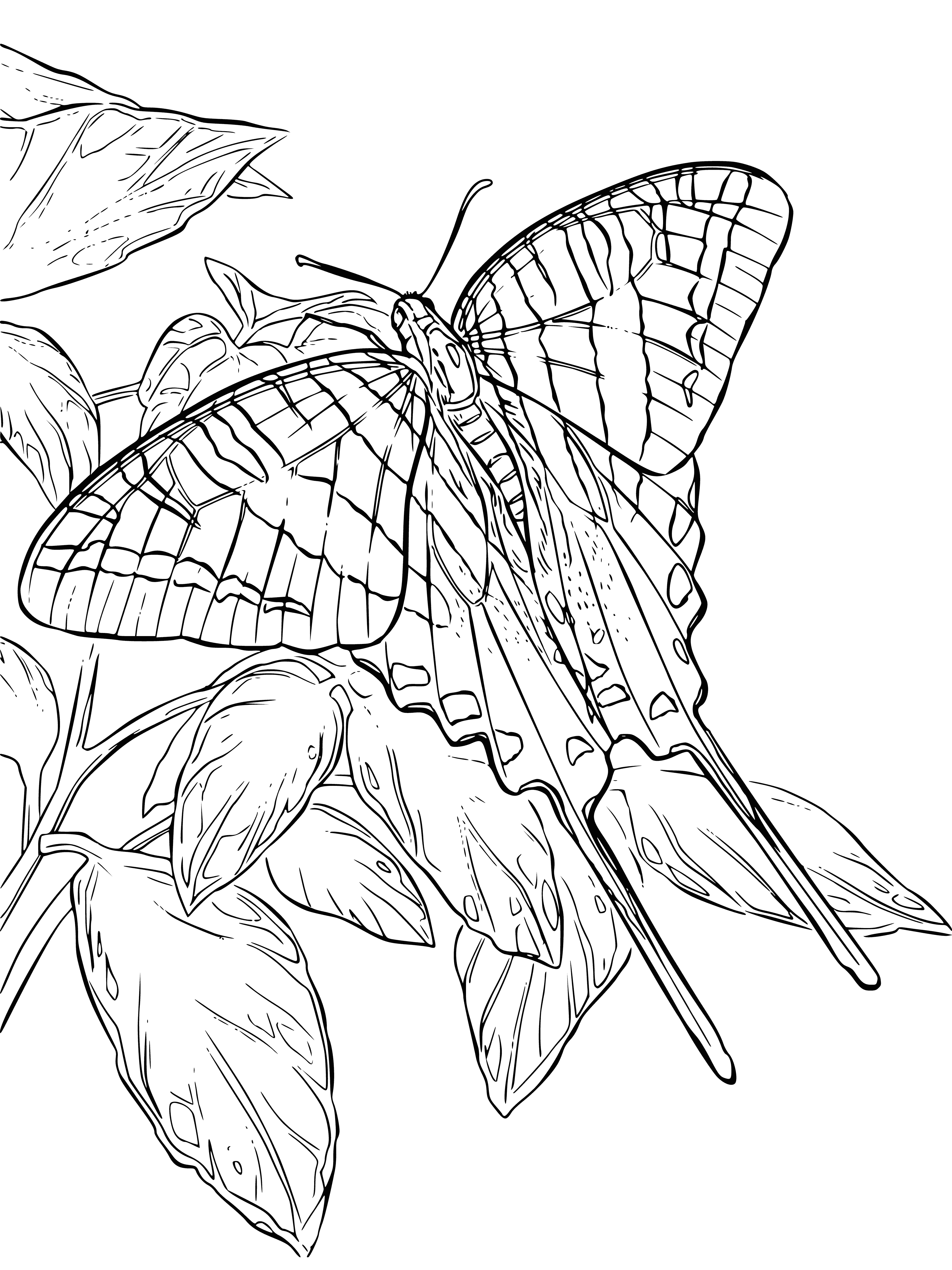 coloring page: Two butterflies flying, one orange w/spots, other yellow w/stripes to color.