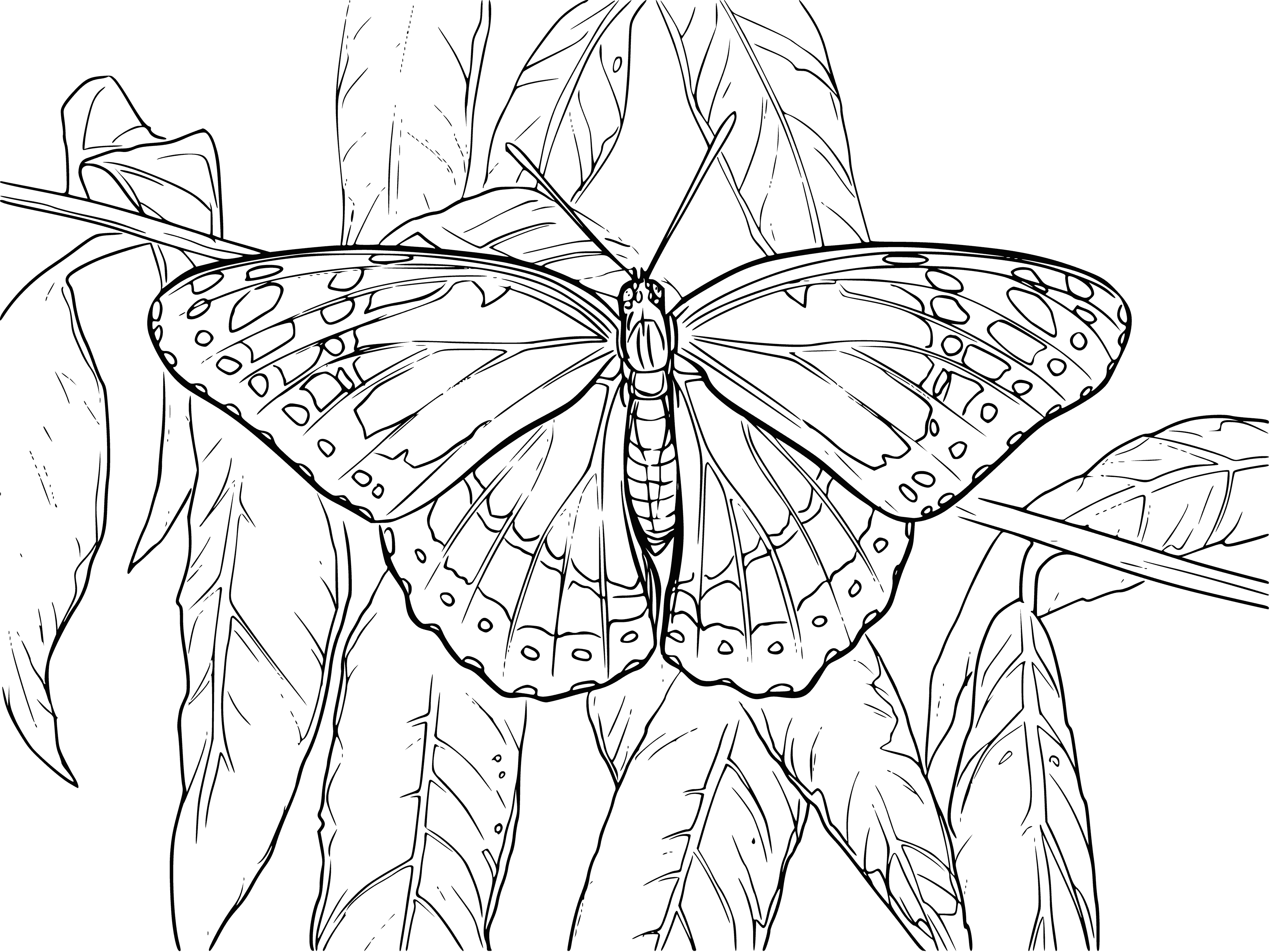 coloring page: Butterfly resting on branch with open wings, black/white markings, long, thin antenna, and short, delicate legs.
