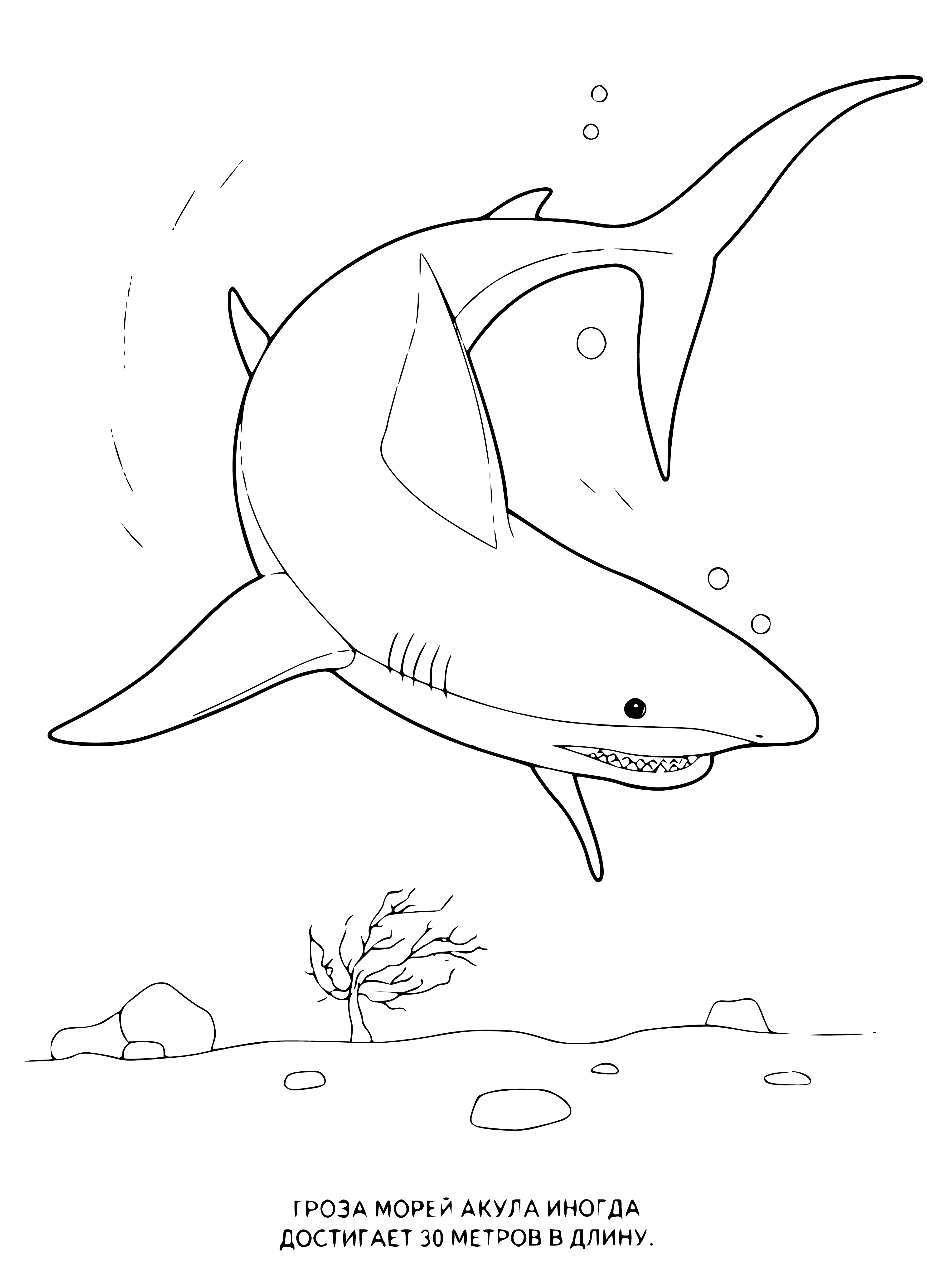 coloring page: Large, gray shark with long nose & pointed fins, body covered in sharp teeth, swimming quickly through the water.