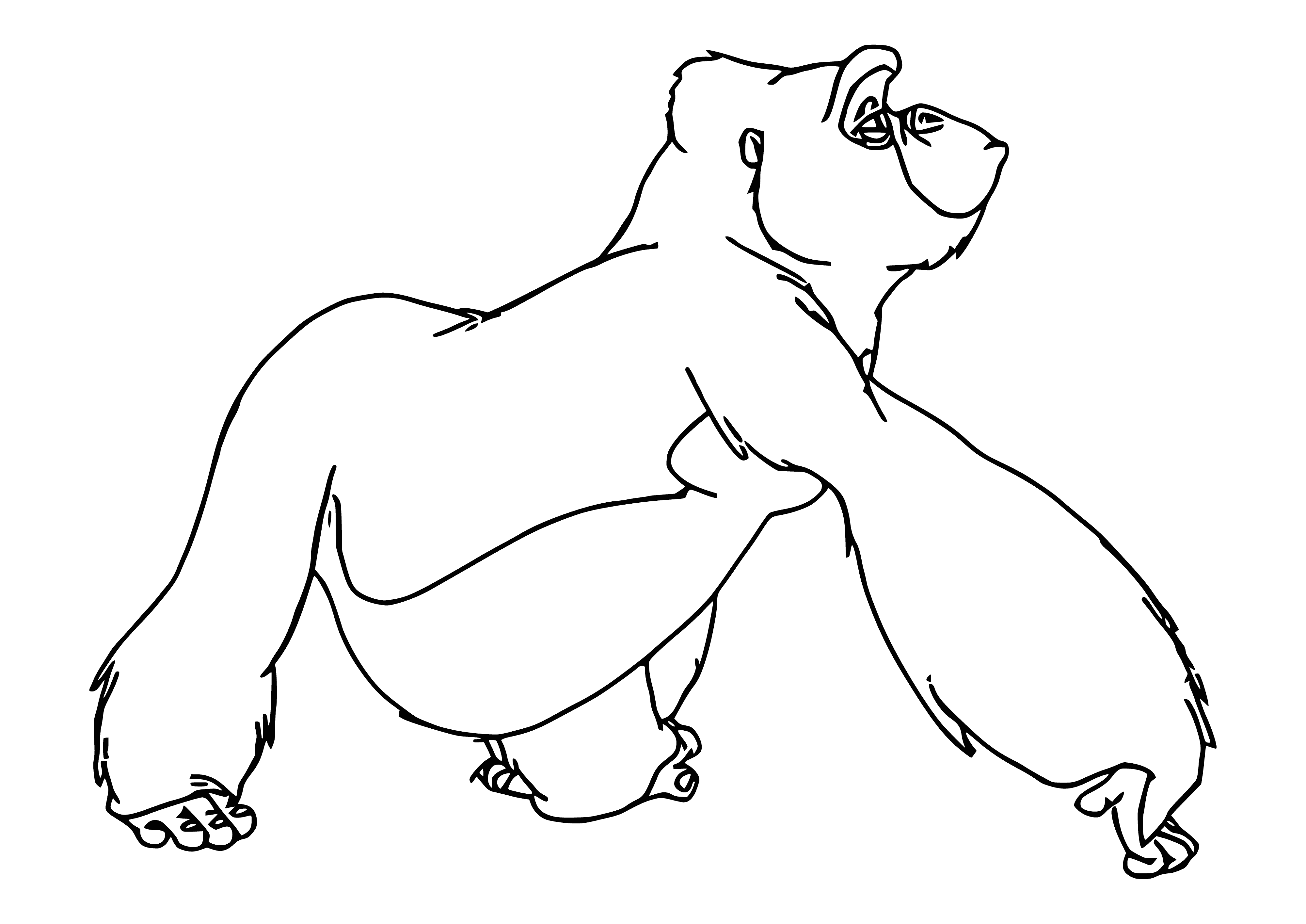 coloring page: View the majestic Kala, a gorilla with black fur and dark brown eyes. She climbs with great proficiency and is often found lounging in treetops.