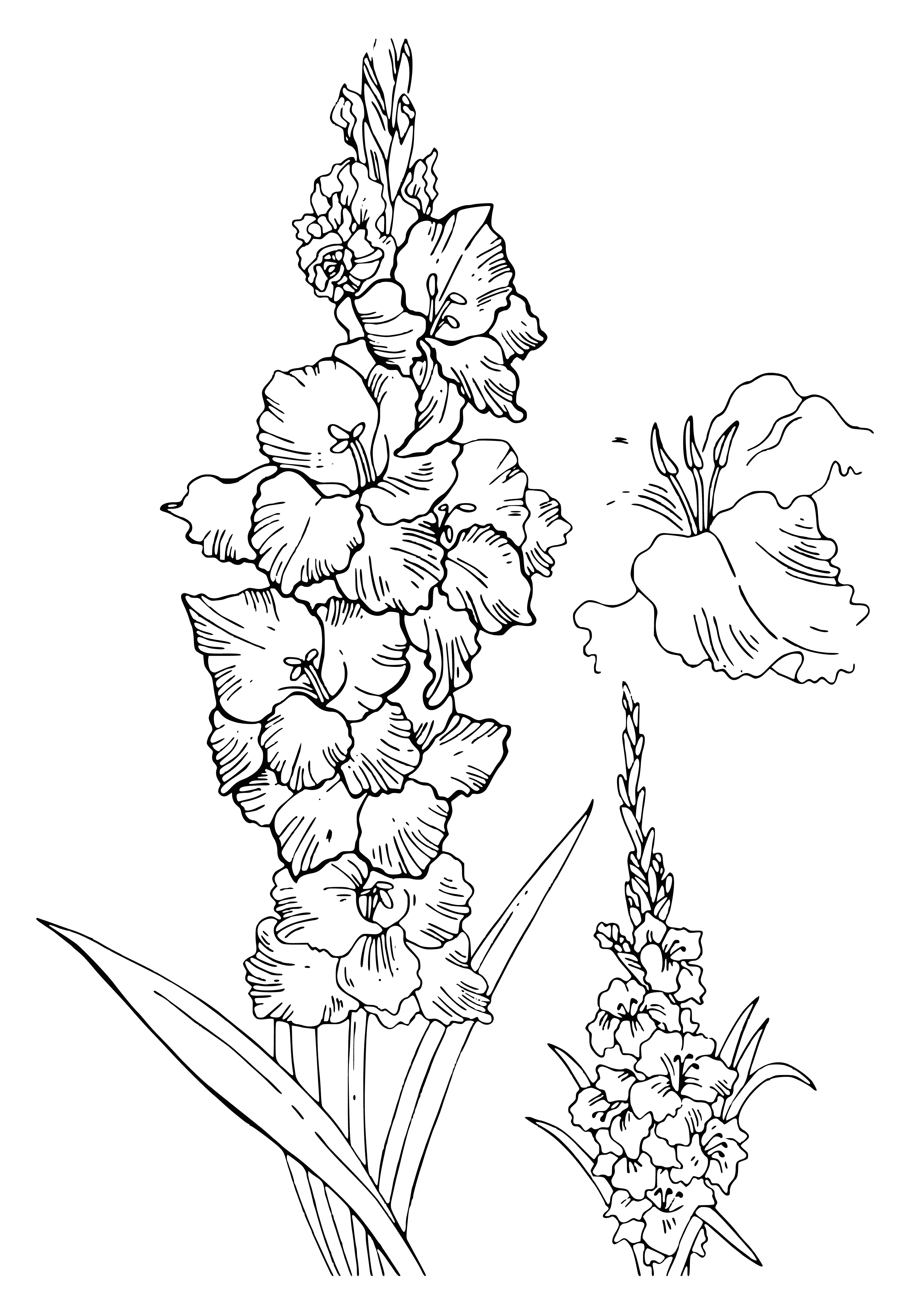 coloring page: Colorful gladiolus arranged in a cluster, yellow & red/pink petals, deep green leaves, growing from a bed of gravel.