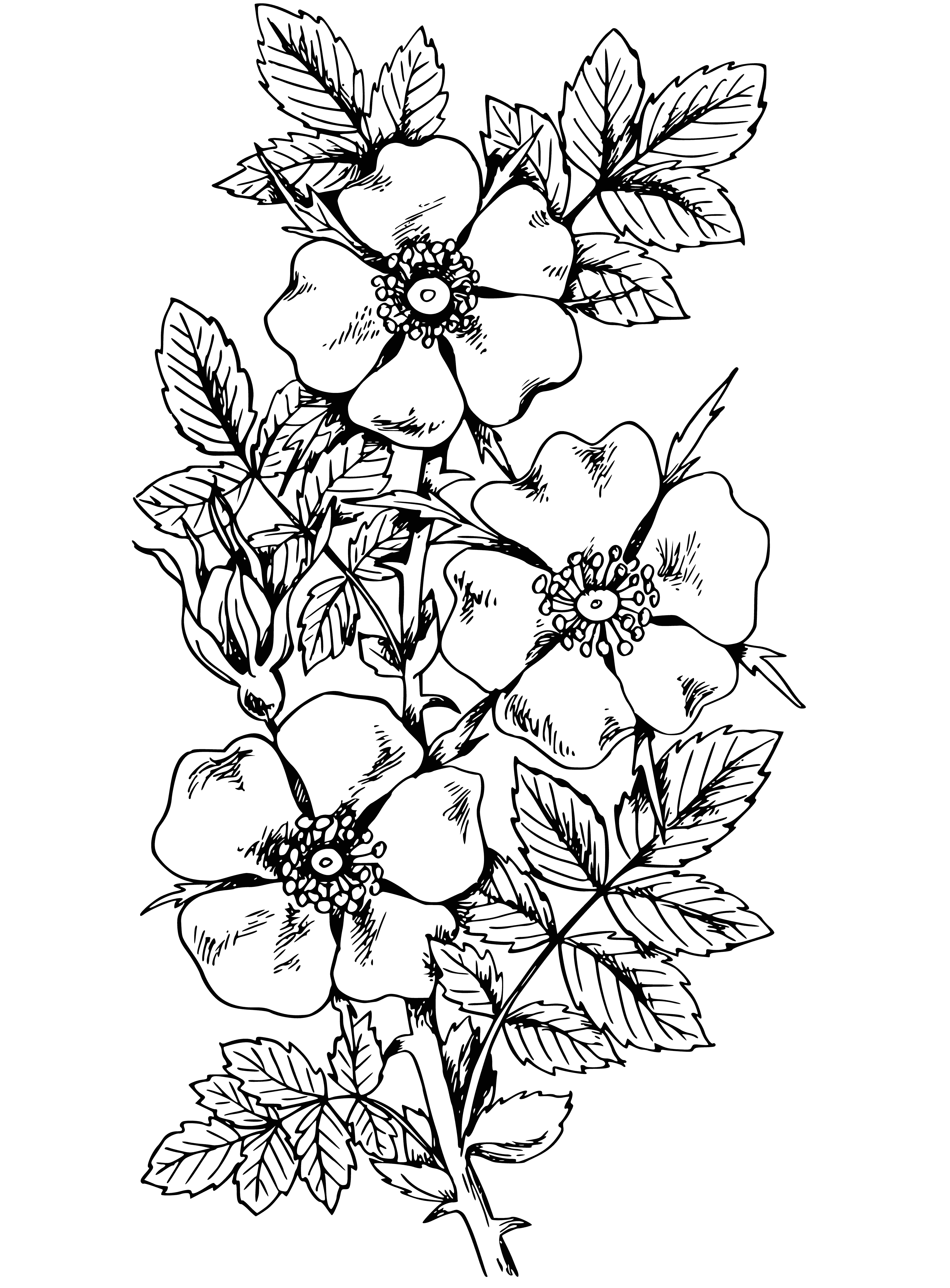 coloring page: Green-leafed plant with thorns on stem & red fruit.