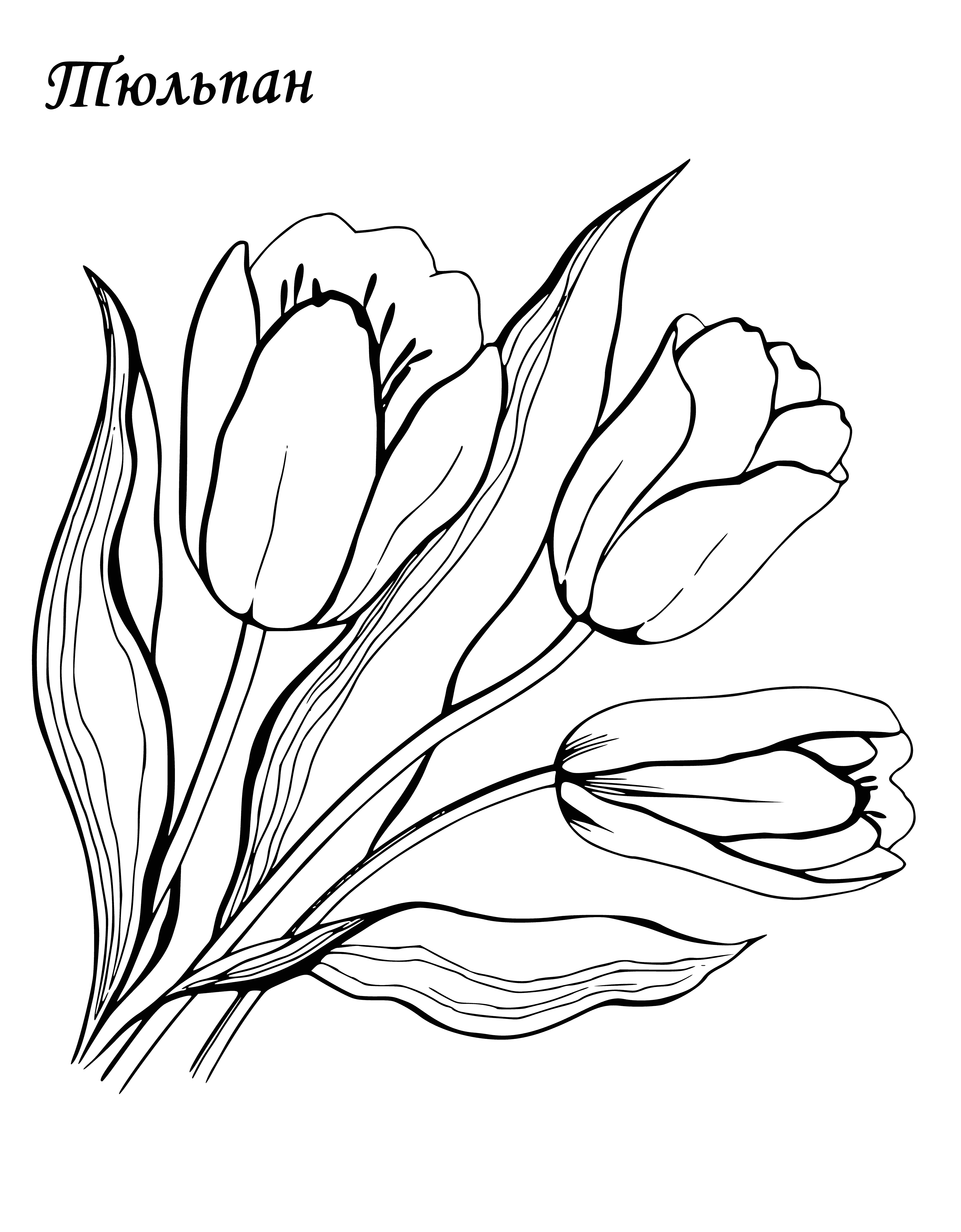 coloring page: A close-up shot of a tulip w/ yellow & red streaked petals, water droplets on the leaves & hairs on petals seen. Background is blurry.