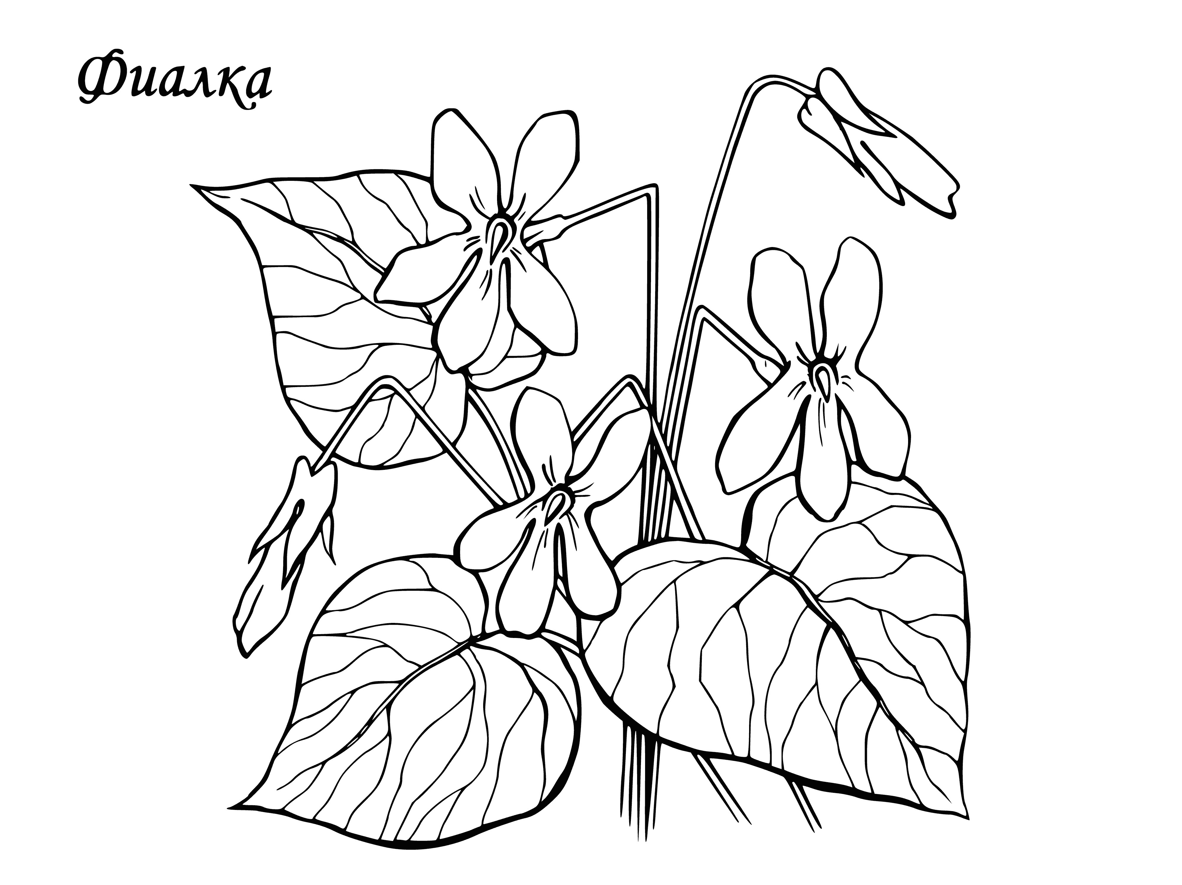 coloring page: Purple five-petal flower w/ yellow center, green stem & leaves around base.