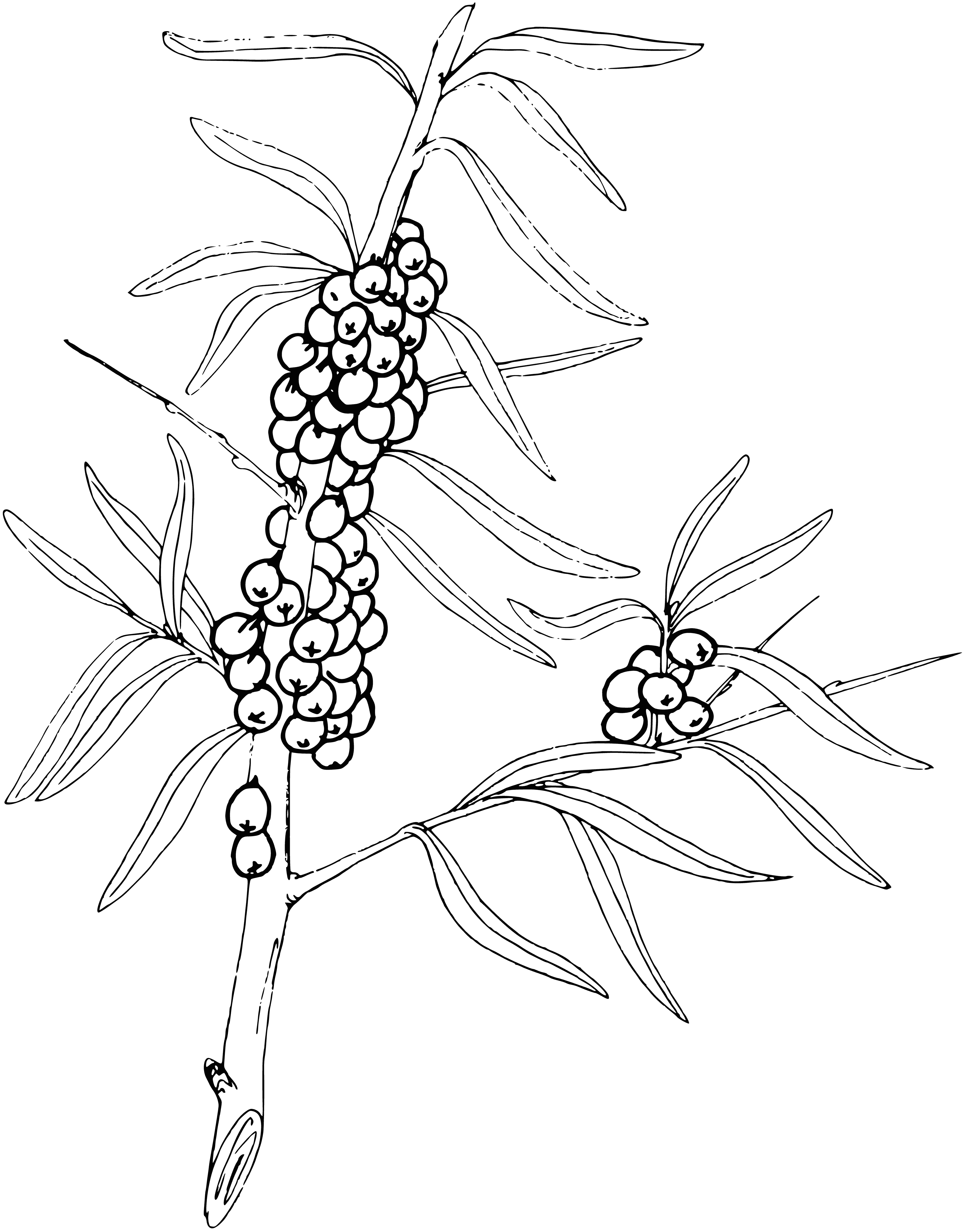 coloring page: A bunch of bright orange berries hang off a thin branch with lots of leaves. They're round with a small point on top. #berries #coloringpage