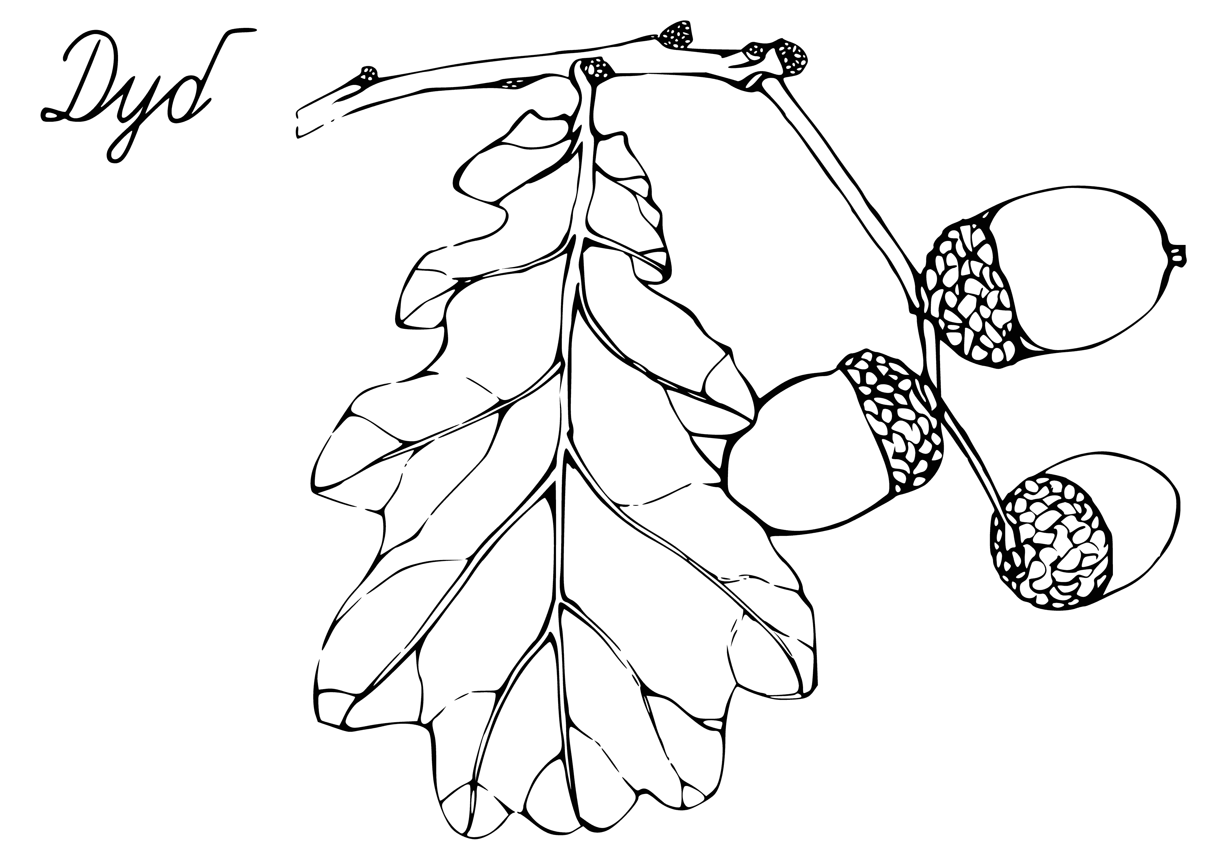 coloring page: Coloring page of oak tree with lobed leaves and green acorns.