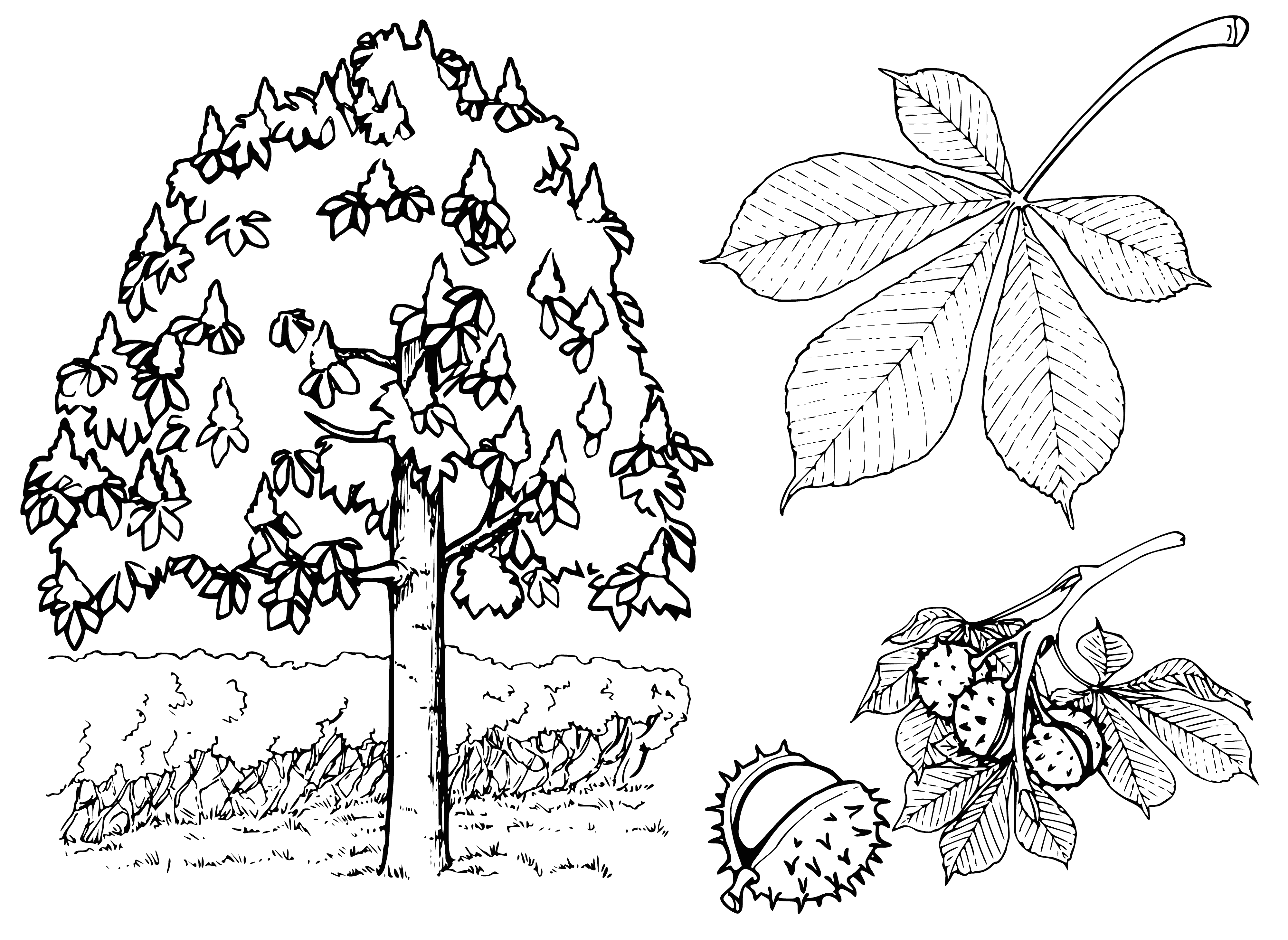 coloring page: Old, tall tree w/ deep green leaves, thick trunk & sturdy branches - obviously very well-cared-for.