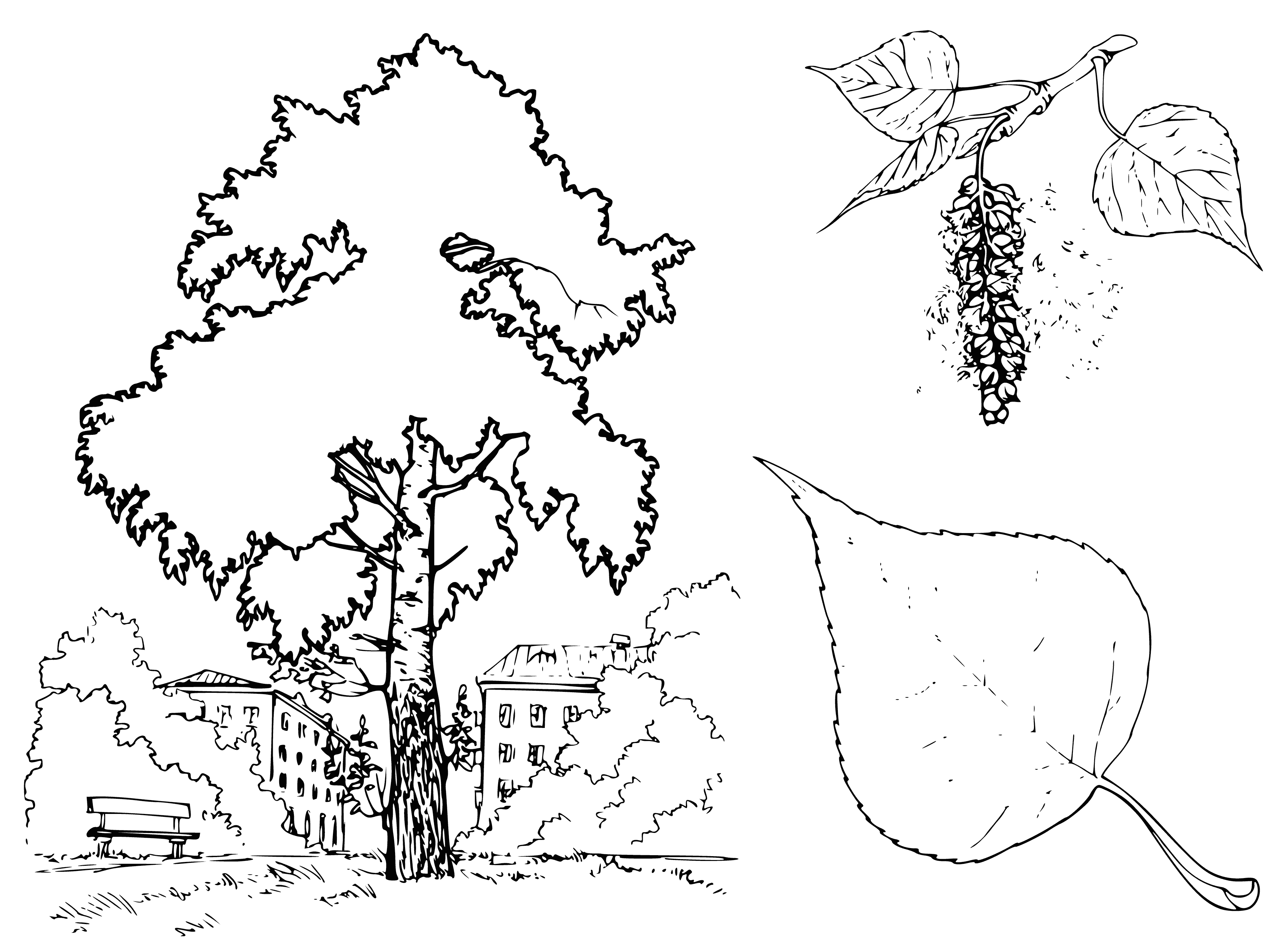 coloring page: A tall tree with a thin trunk, light green leaves & straight branches stands in a field of grass.