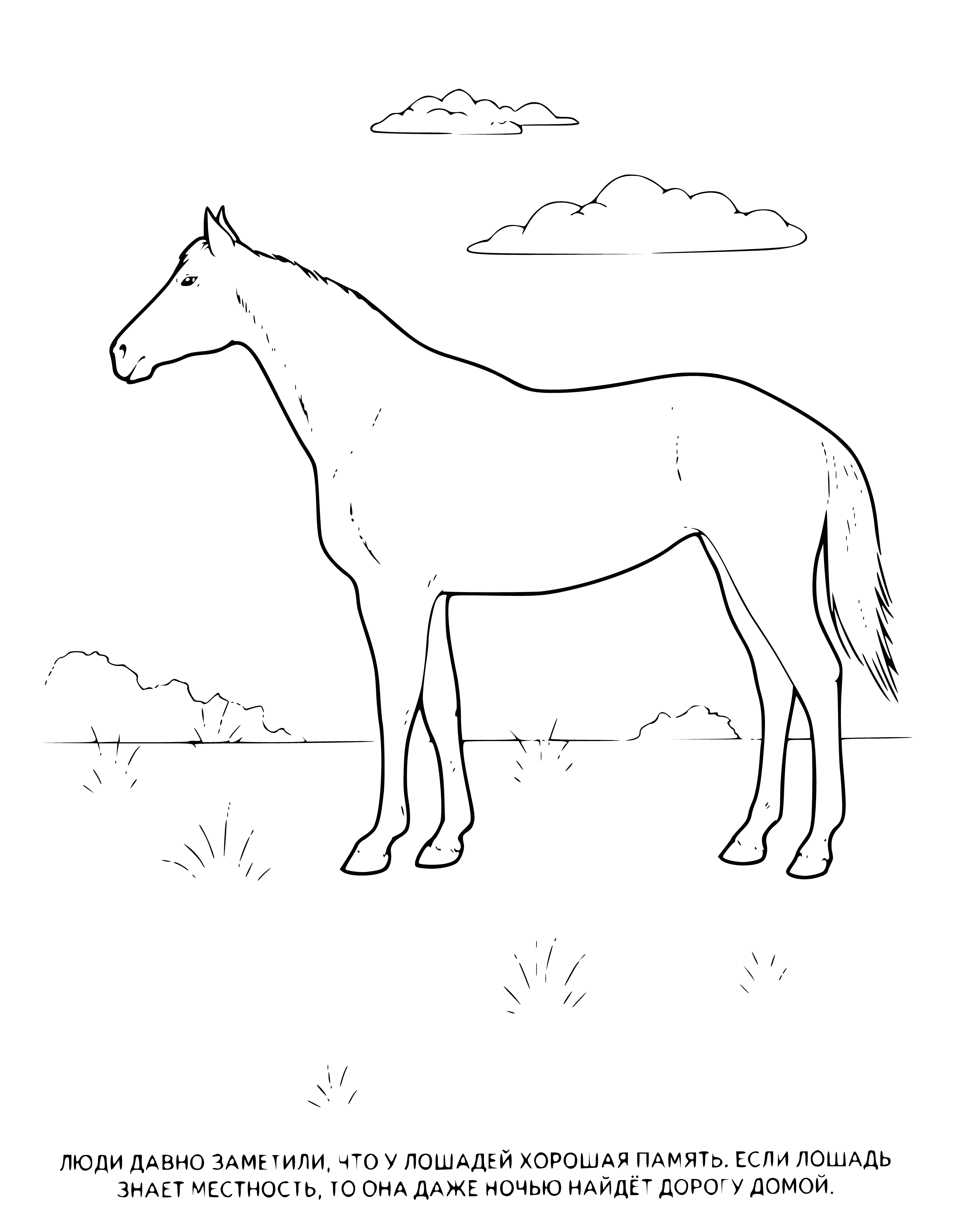 coloring page: Brown horse with white face patch stands in a field of grass; long legs, tail.