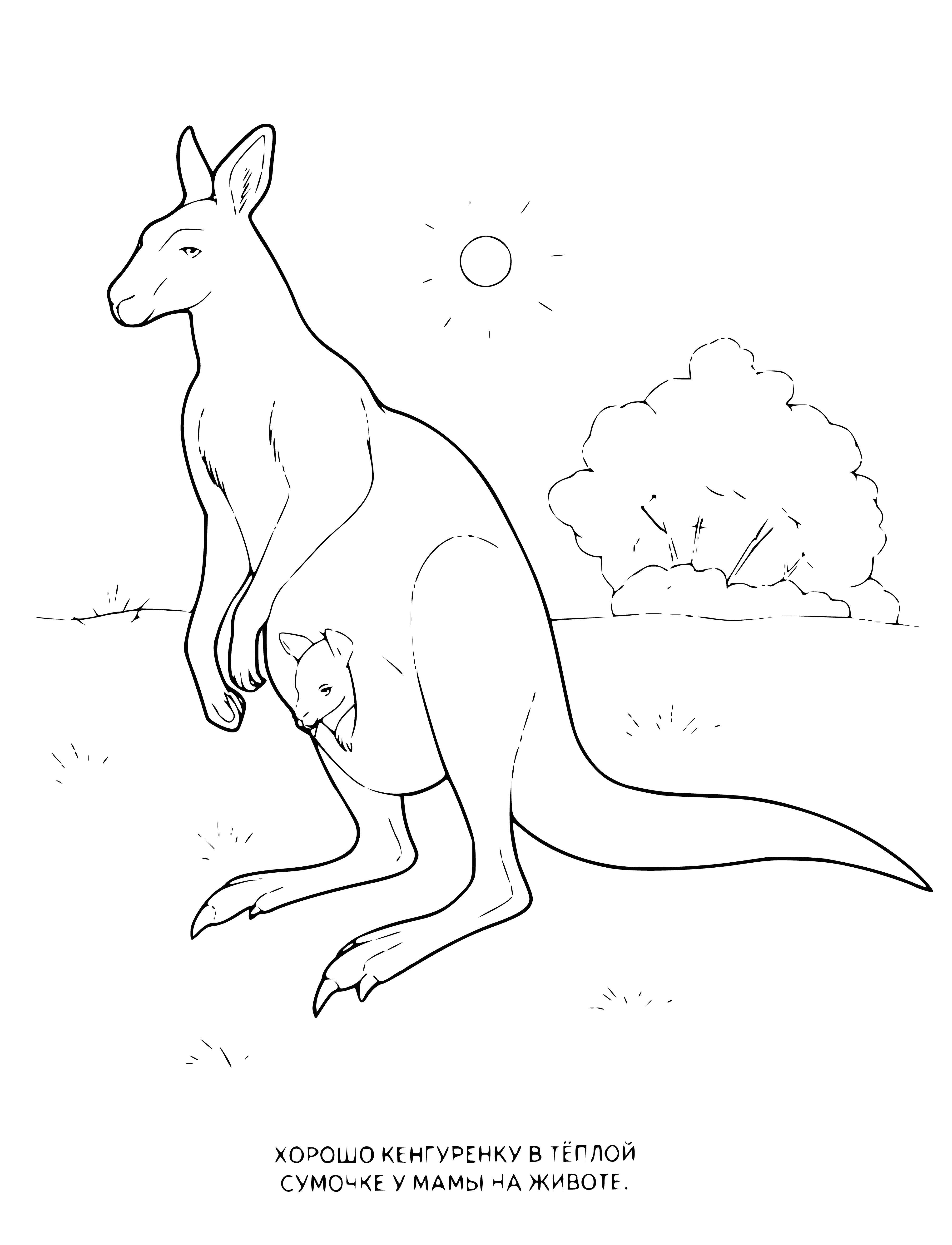 coloring page: Kangaroos are from Australia; long legs, big tail, & can reach 6 feet high & 200lbs.