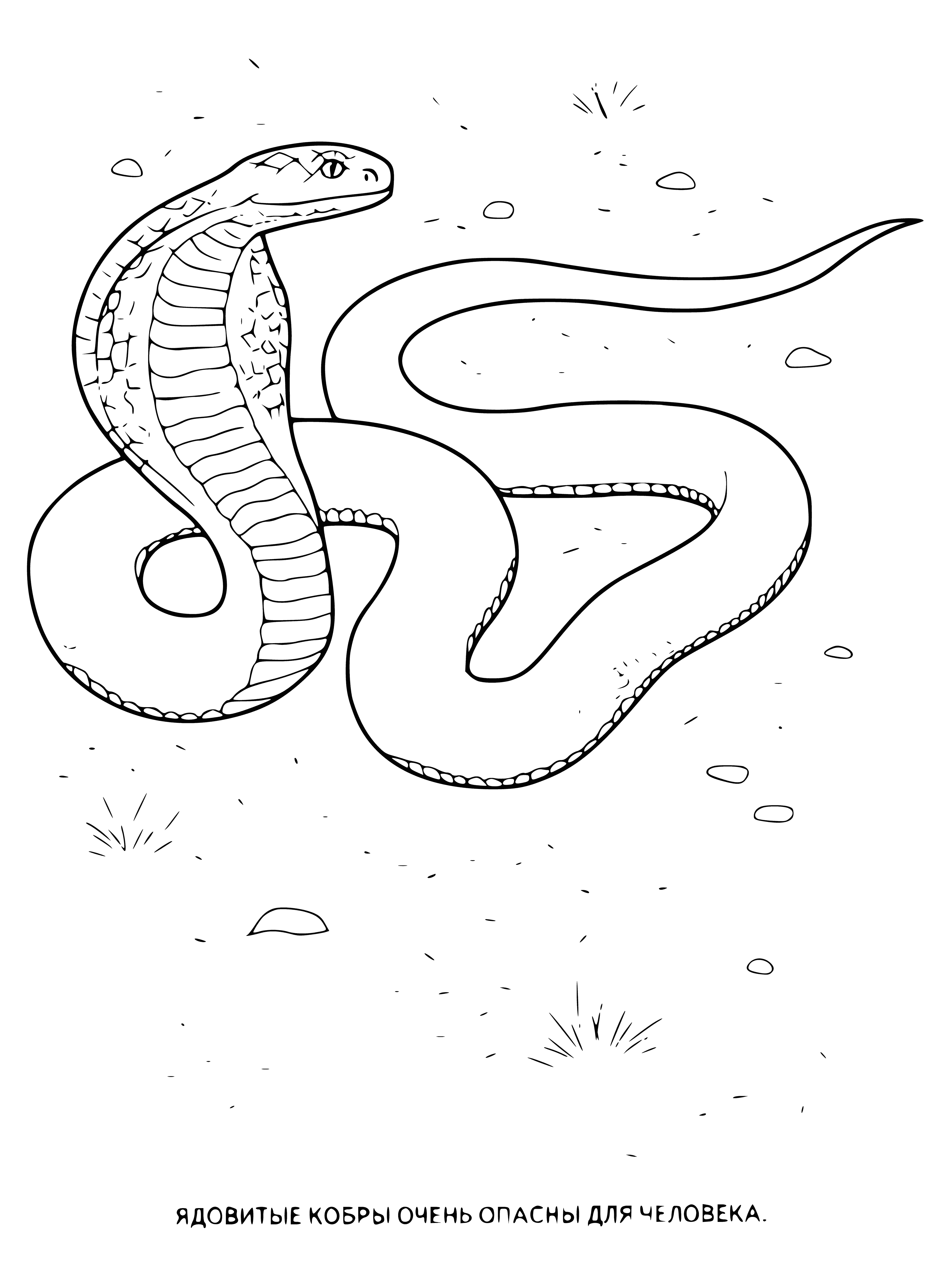 coloring page: A coiled cobra ready to strike with deadly venom, poised and muscular, feared and feared predator, one of the most dangerous animals in the world.