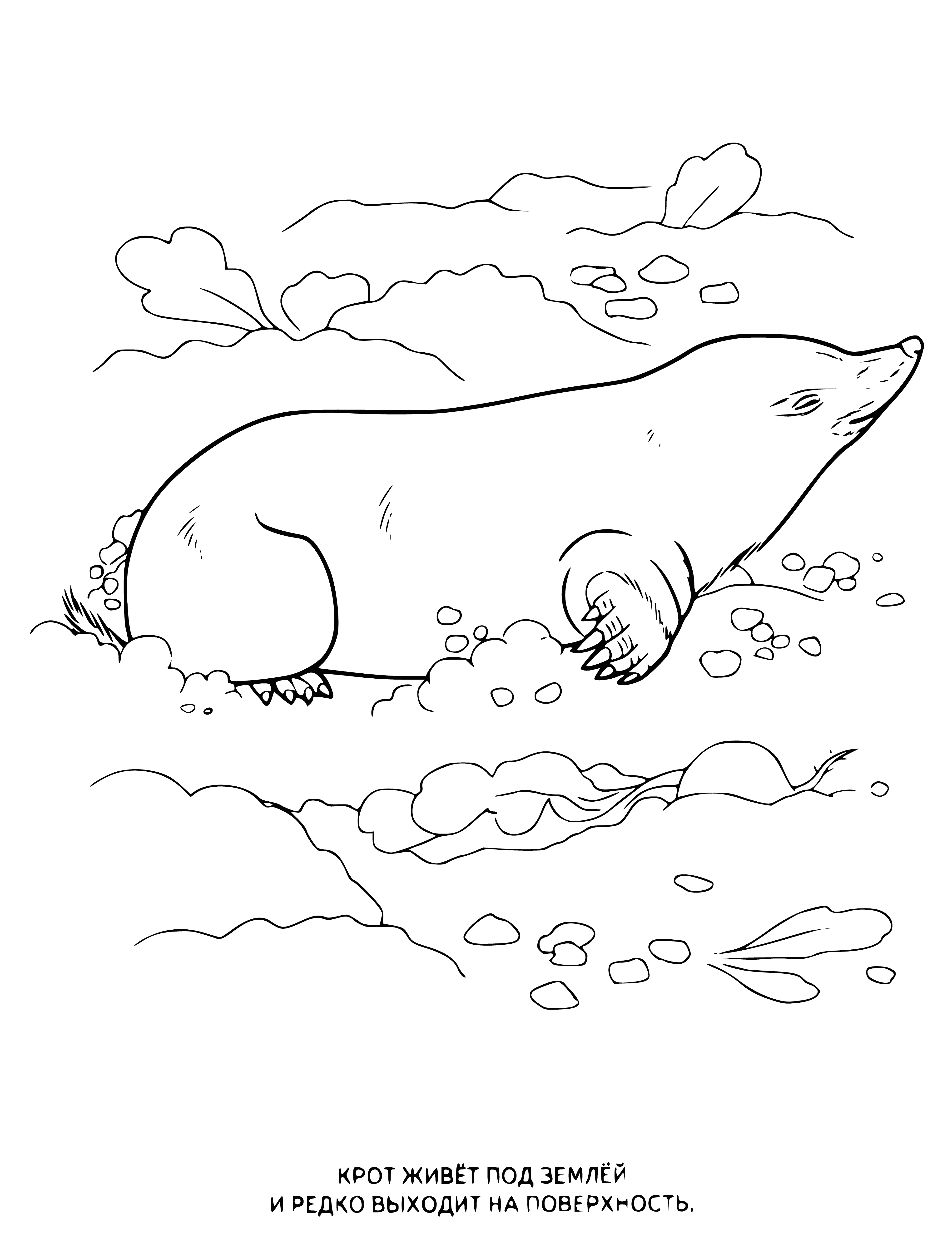 coloring page: Mole digs burrows with long, sharp claws. Has fur and long, pointed snout. Brownish-black with light underside. Solitary and rarely seen by humans.