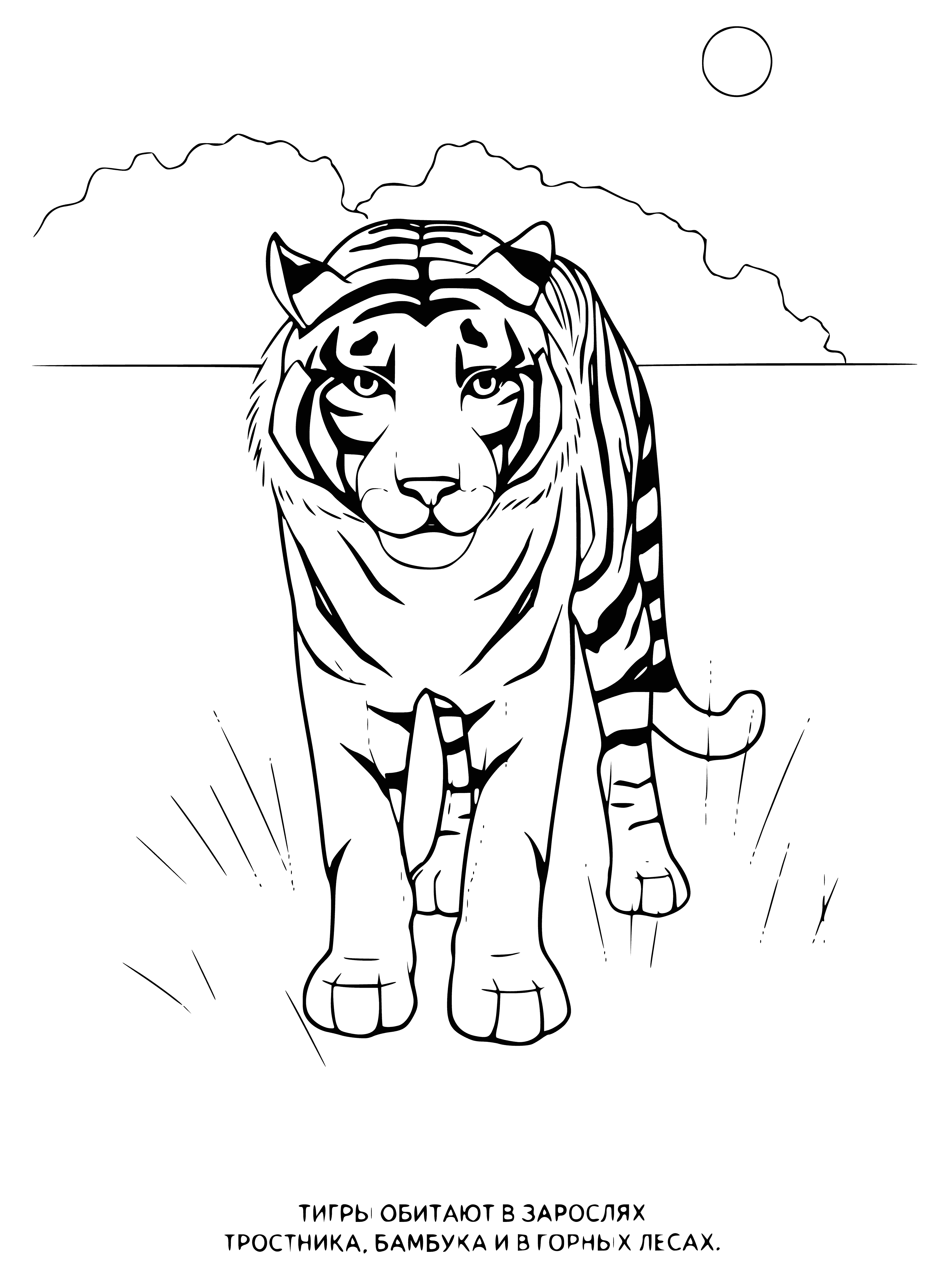 coloring page: Tigers are apex predators, loved for their iconic stripes. They're the largest cats and often called the 'king of the jungle'.
