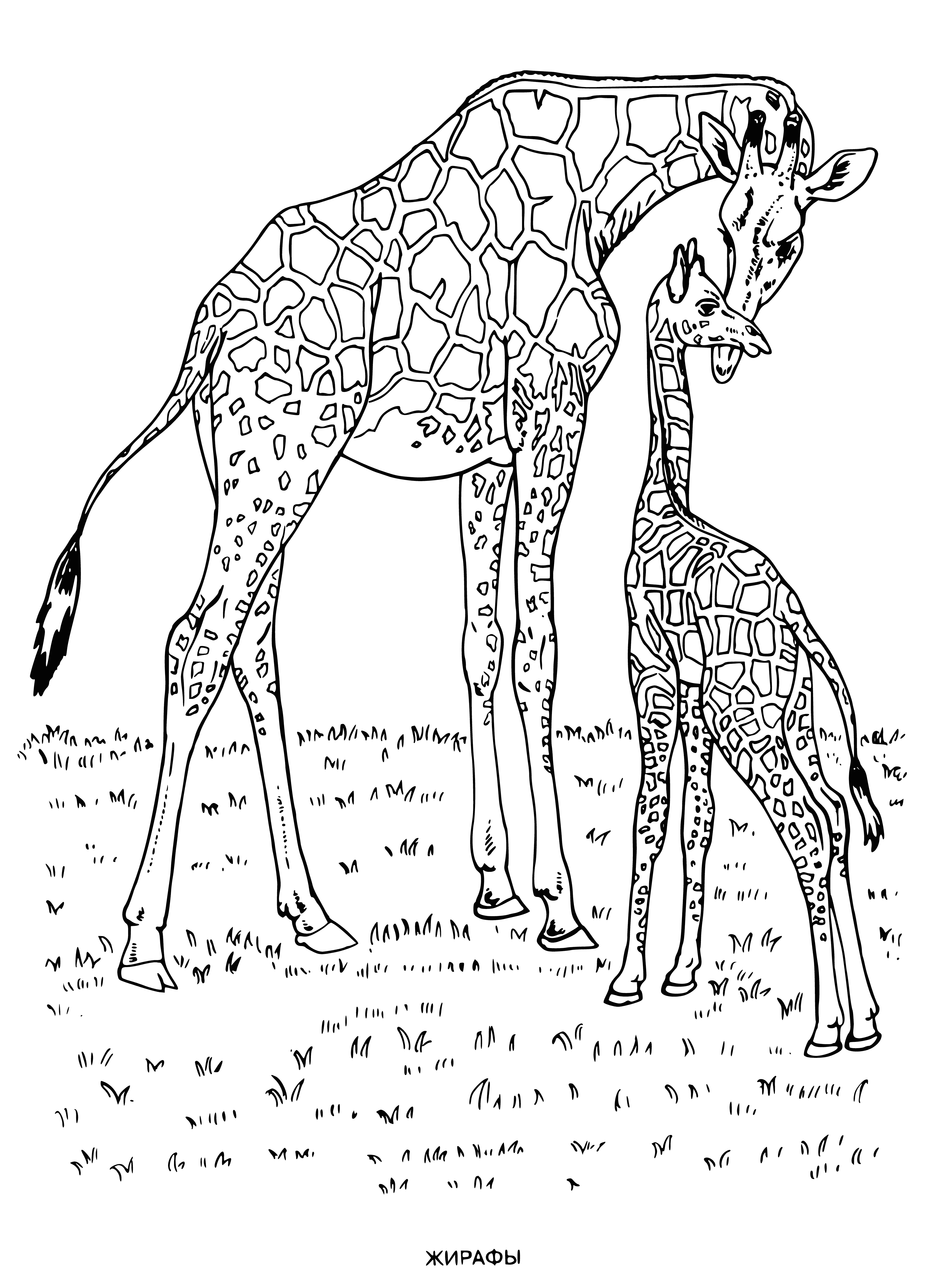 coloring page: Giraffe is long-necked, light brown w/ dark spots, large head & big eyes, two short horns, long & thin legs, four hooves.