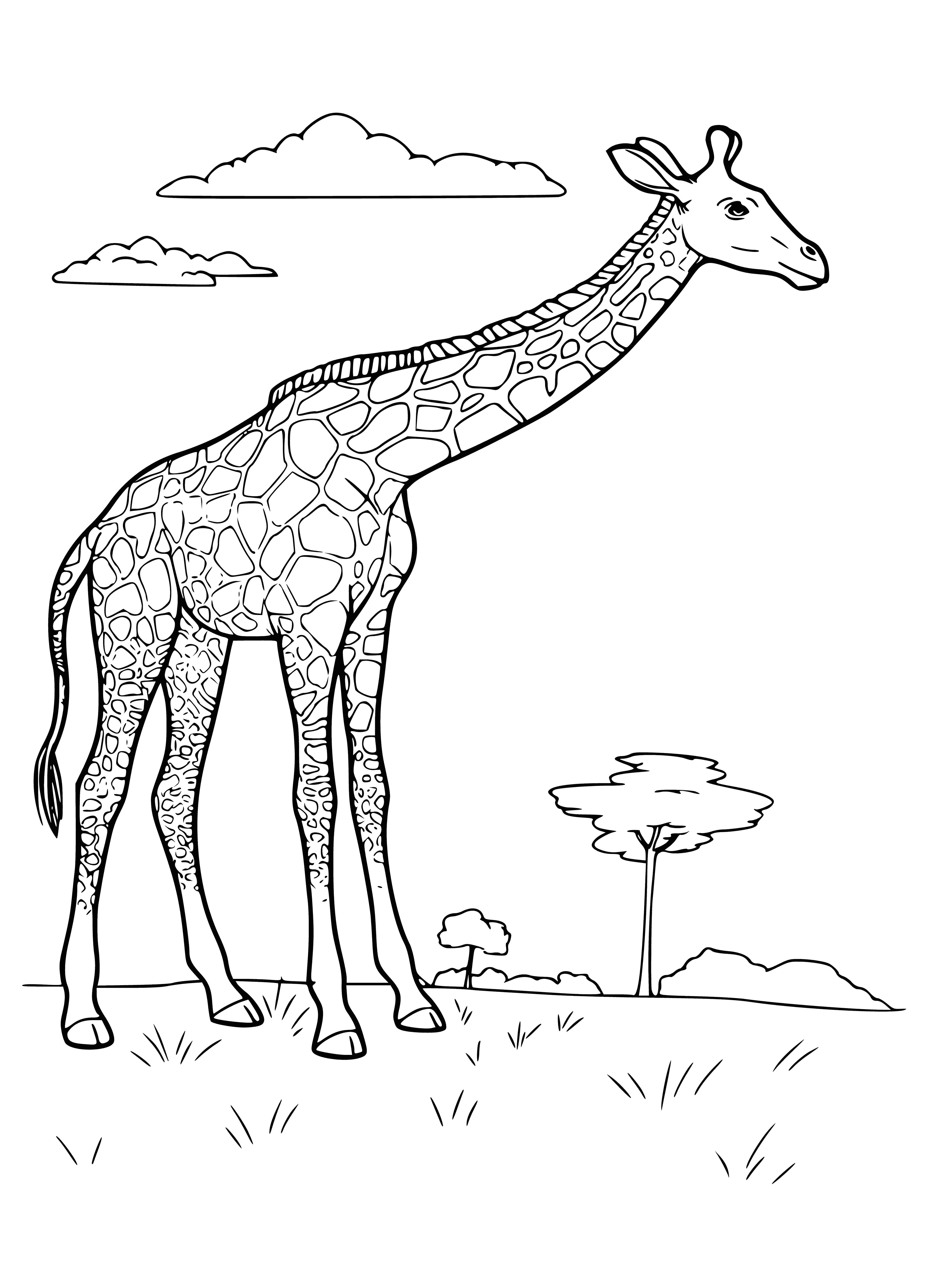 coloring page: Giraffes live in woodlands, bushlands, savannahs, and mountains; sometimes in reserves, but can be a pest to agriculture.