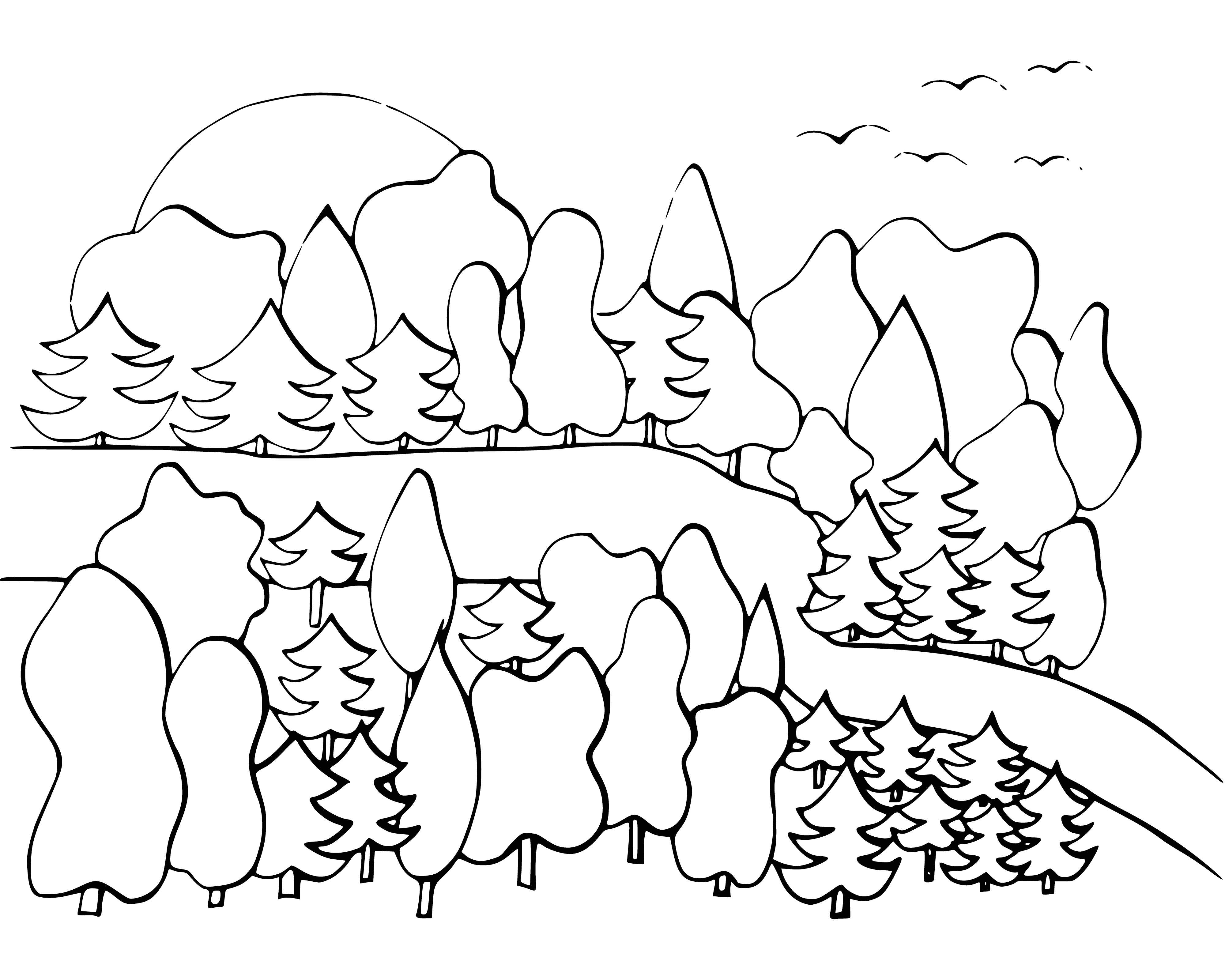 coloring page: A dense forest w/ tall trees; their canopy prevents much light from shining through; the ground is covered in dead plant matter.