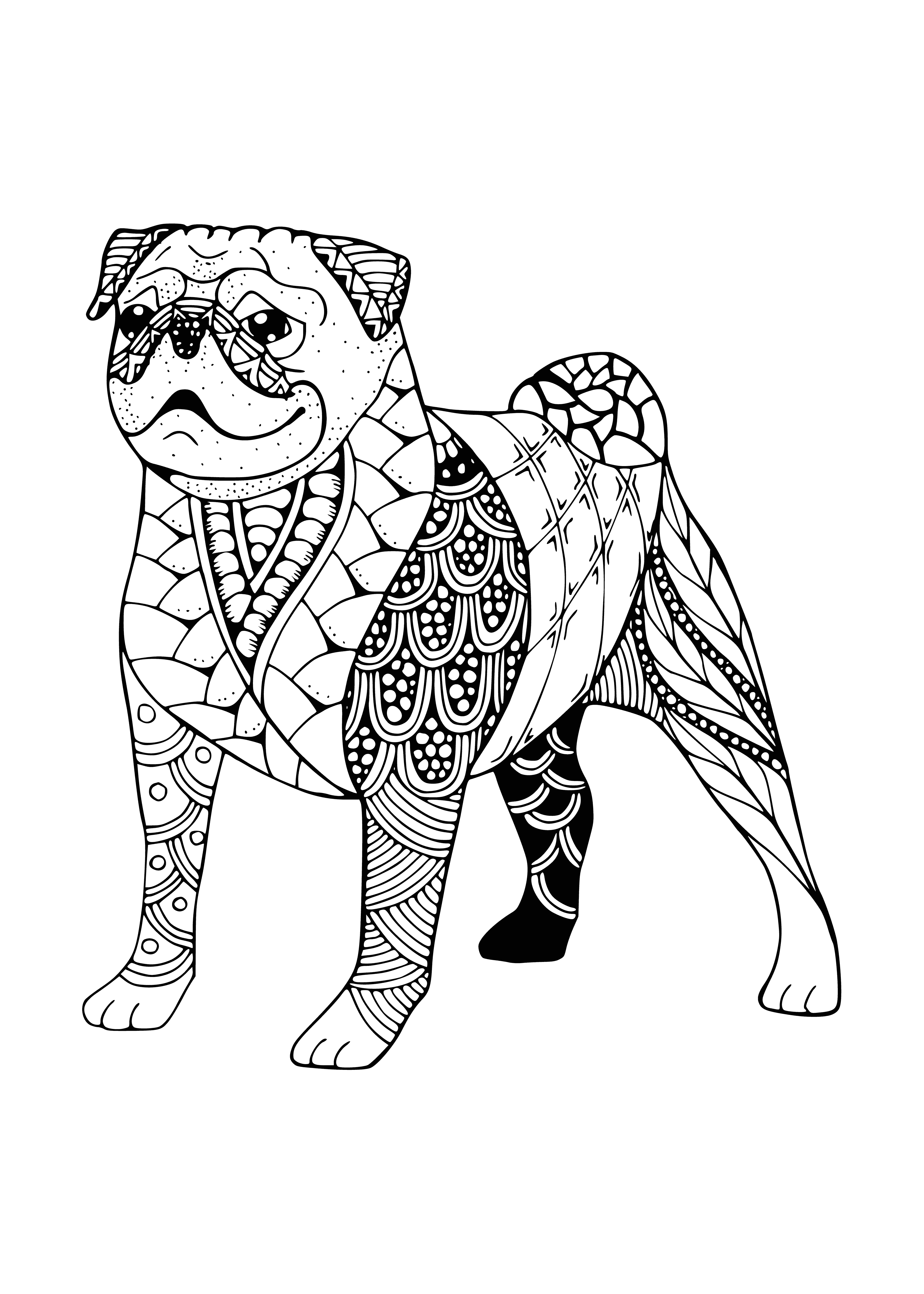 coloring page: Black & white line drawing of a pug dog standing, head turned, big round eyes, and a curly tail. #pug #dogdrawing