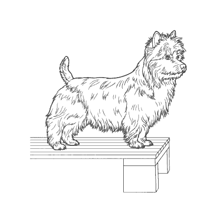 Coloring Dog coloring pages
