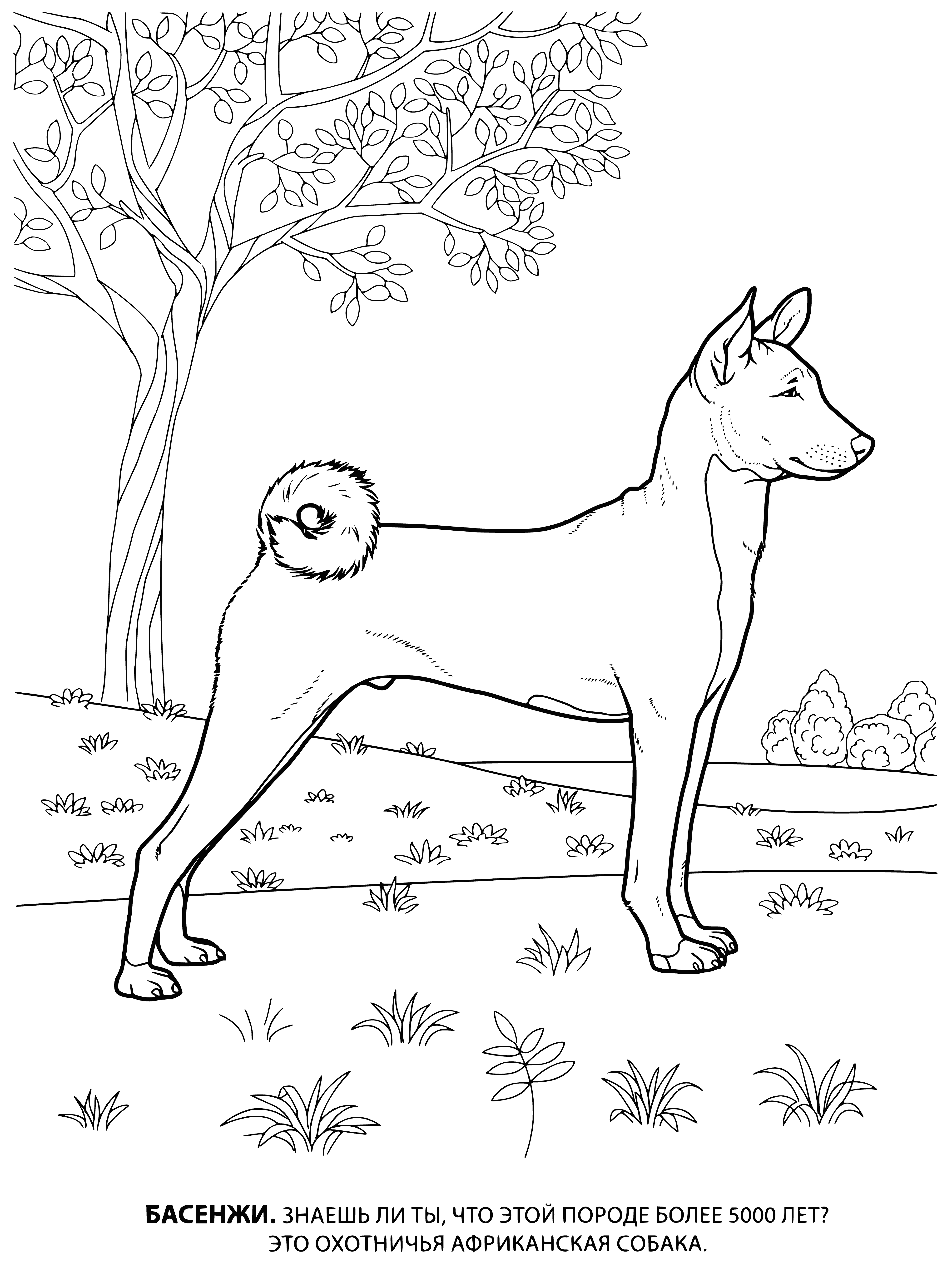 coloring page: 3 dogs wait around a basin - small white with black spots, brown & white beagle & a black Labrador Retriever.
