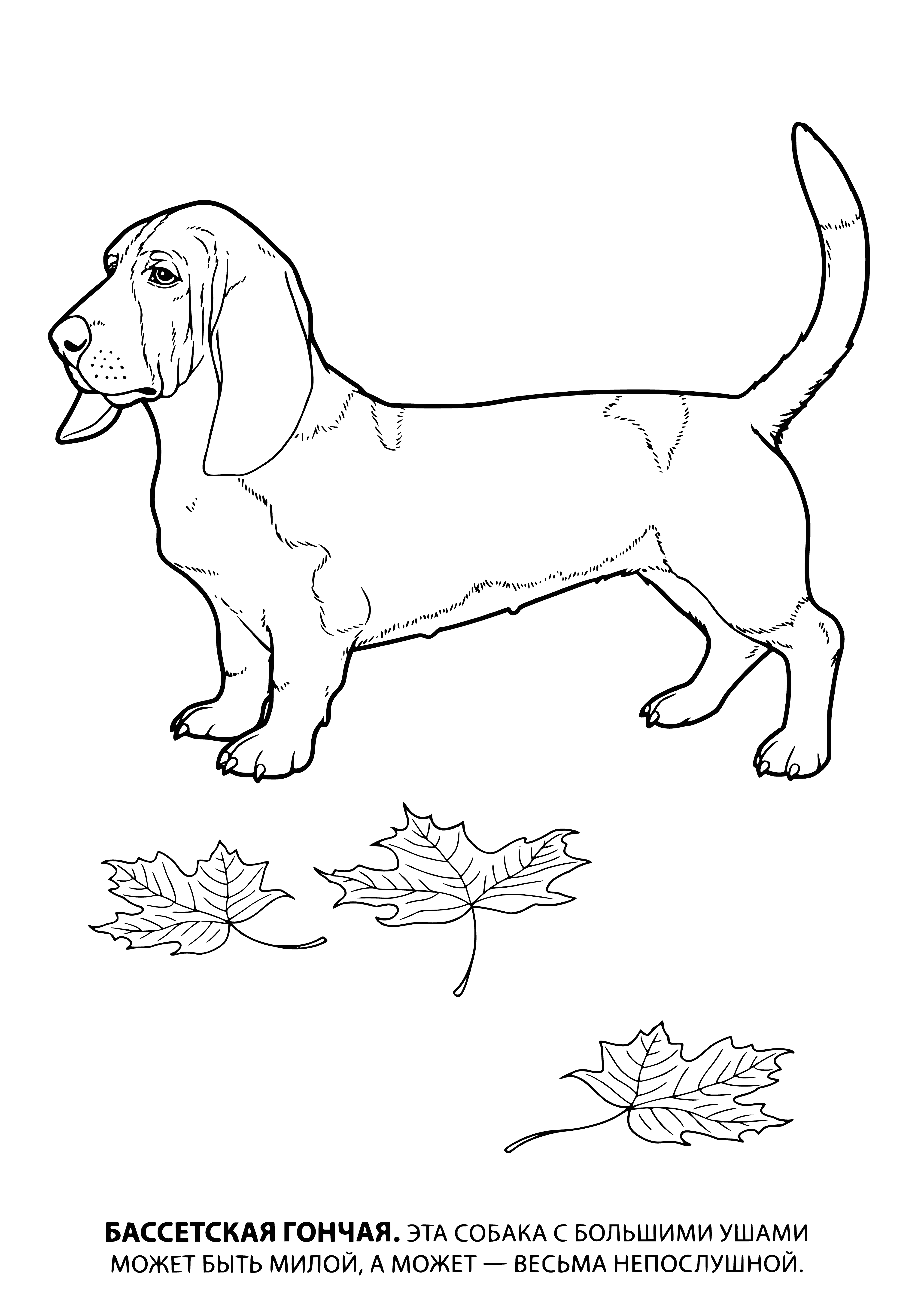 coloring page: Dog with short legs, long body & droopy ears stands on gravel road; brown & white coloring. #pets