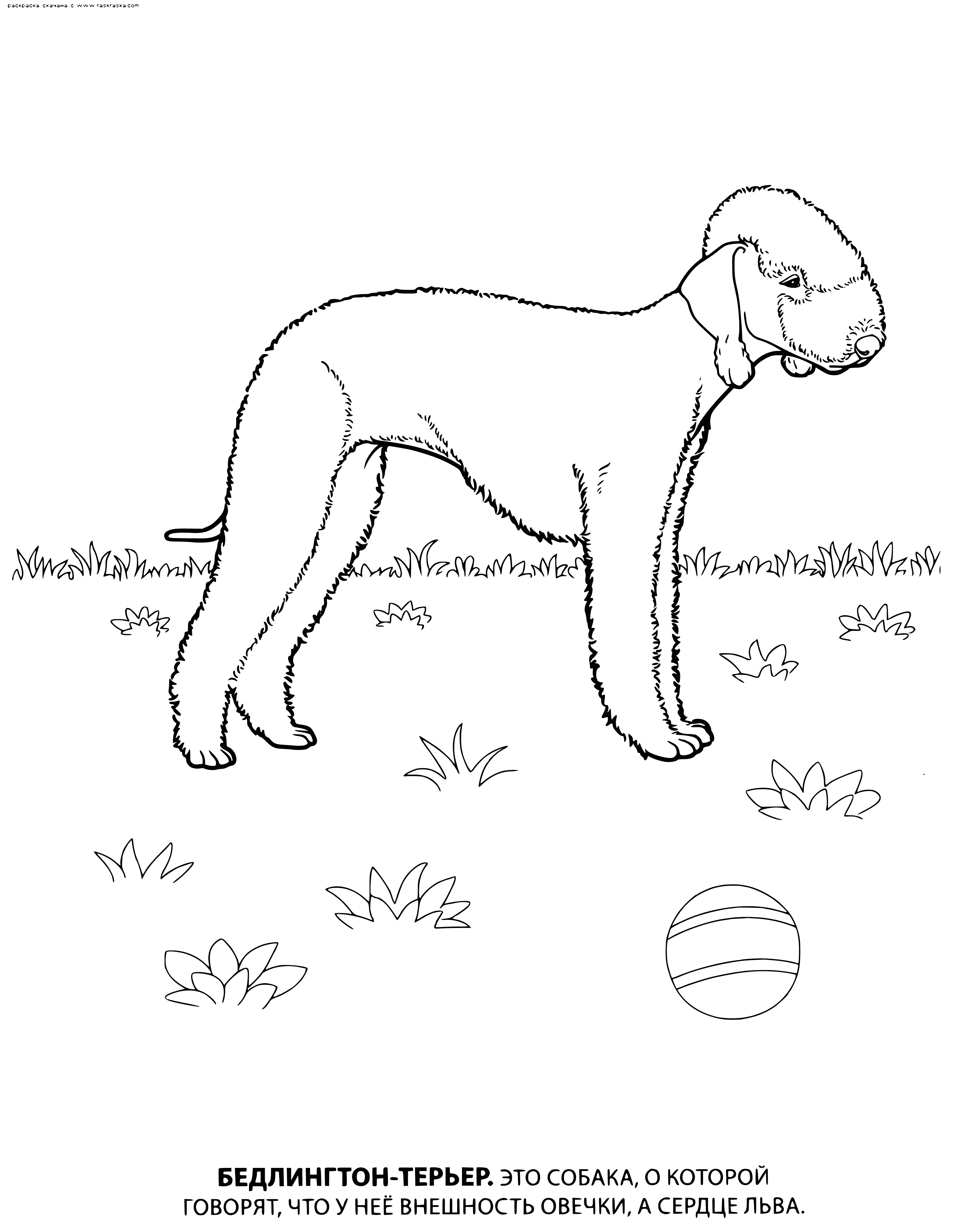 coloring page: Small, muscular dog w/ distinctive pear-shaped head. Short, dense coat in blue/liver. Active, loyal, affectionate, intelligent & easy to train – Bedlington Terrier.