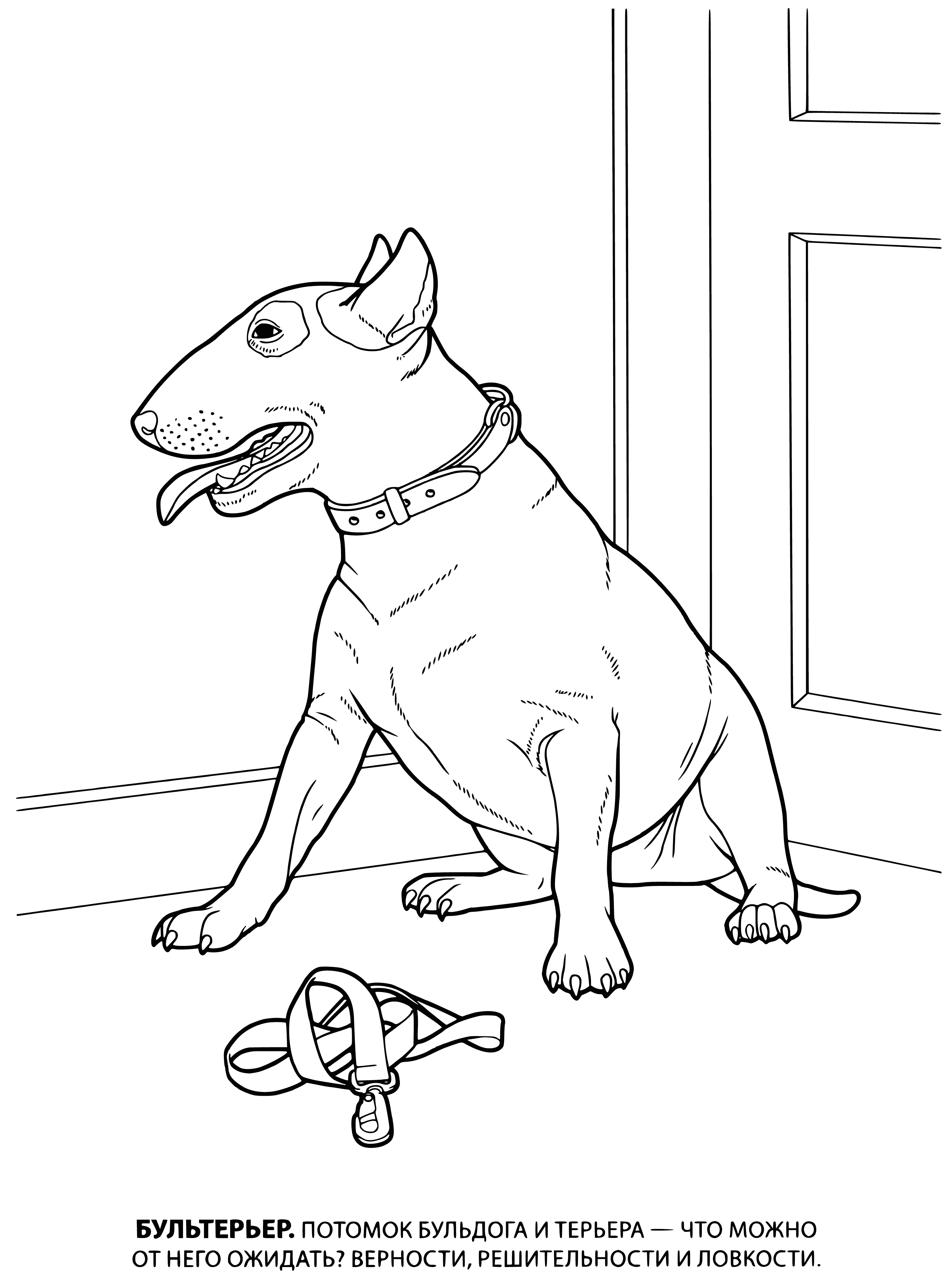 coloring page: Bull Terrier coloring page: Large, muscular dog w/short, coarse coat white w/black patches, large round head, short muzzle, small eyes, small erect ears & short thick tail.