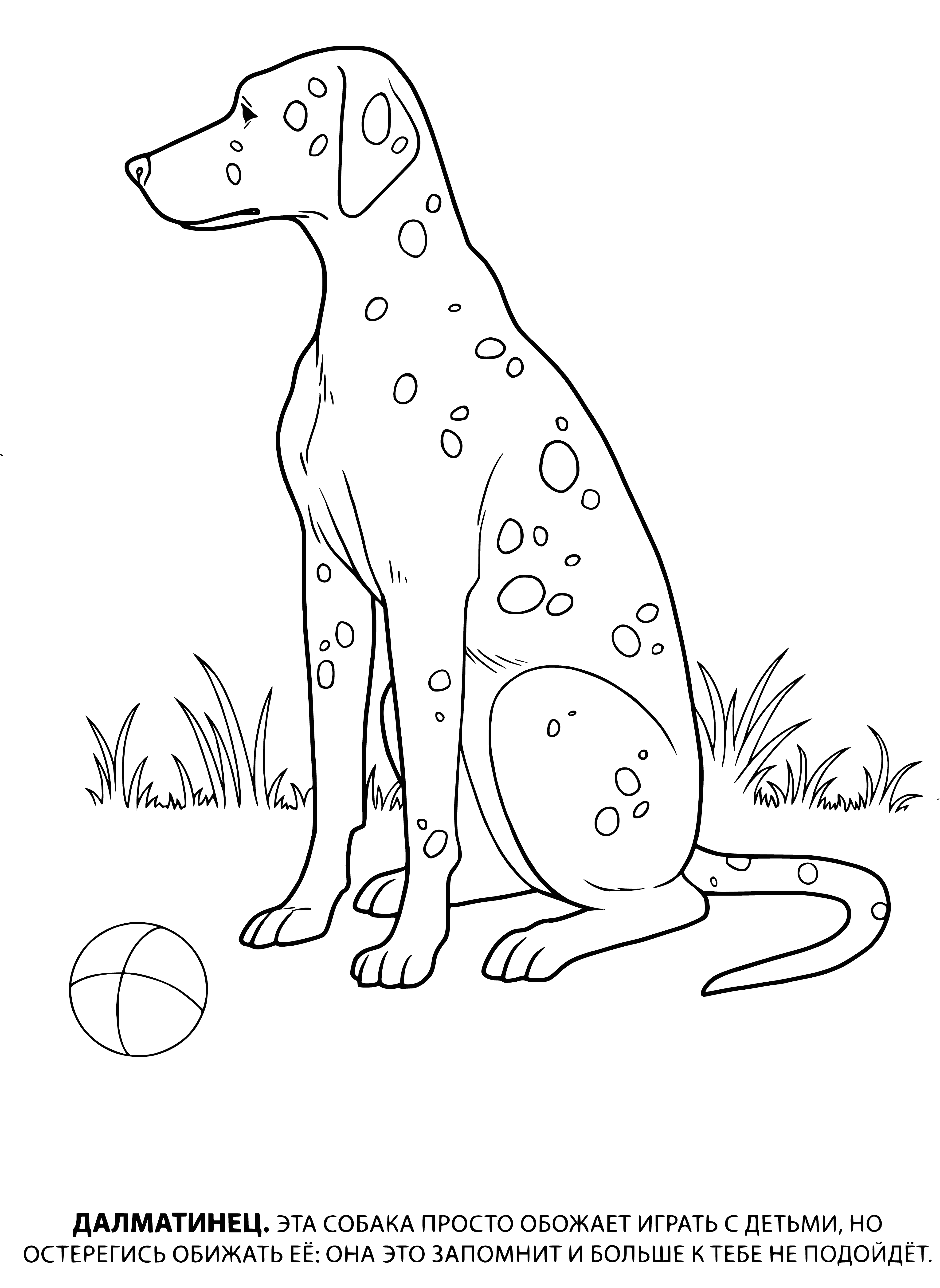 coloring page: Dalmatians are active, loyal guard dogs who are great with kids. They have a short, stiff coat, usually black & white or liver & white.