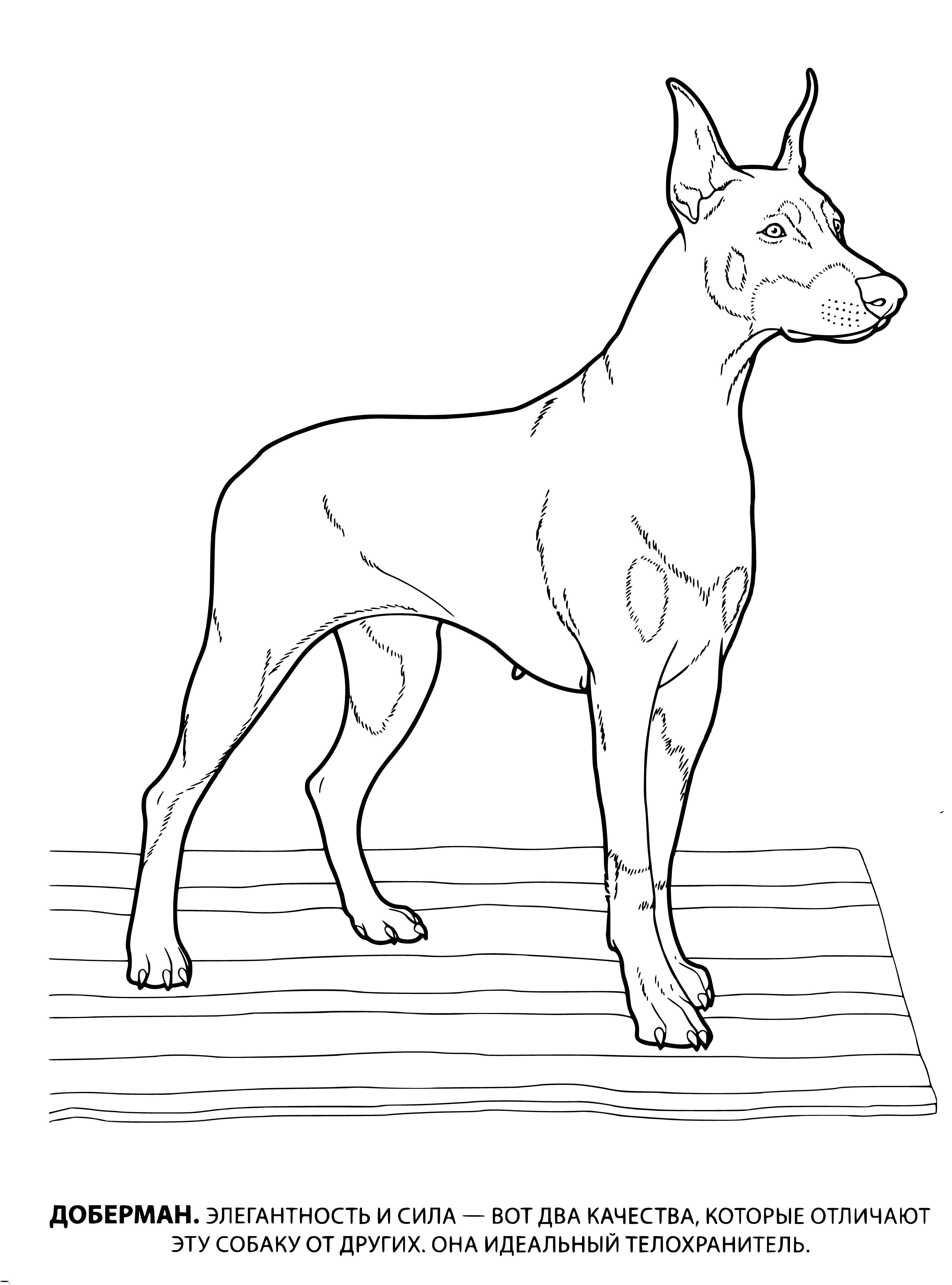 coloring page: Doberman: large, muscular dog with black coat and tan markings; loyal family guard dog, intelligent & alert.