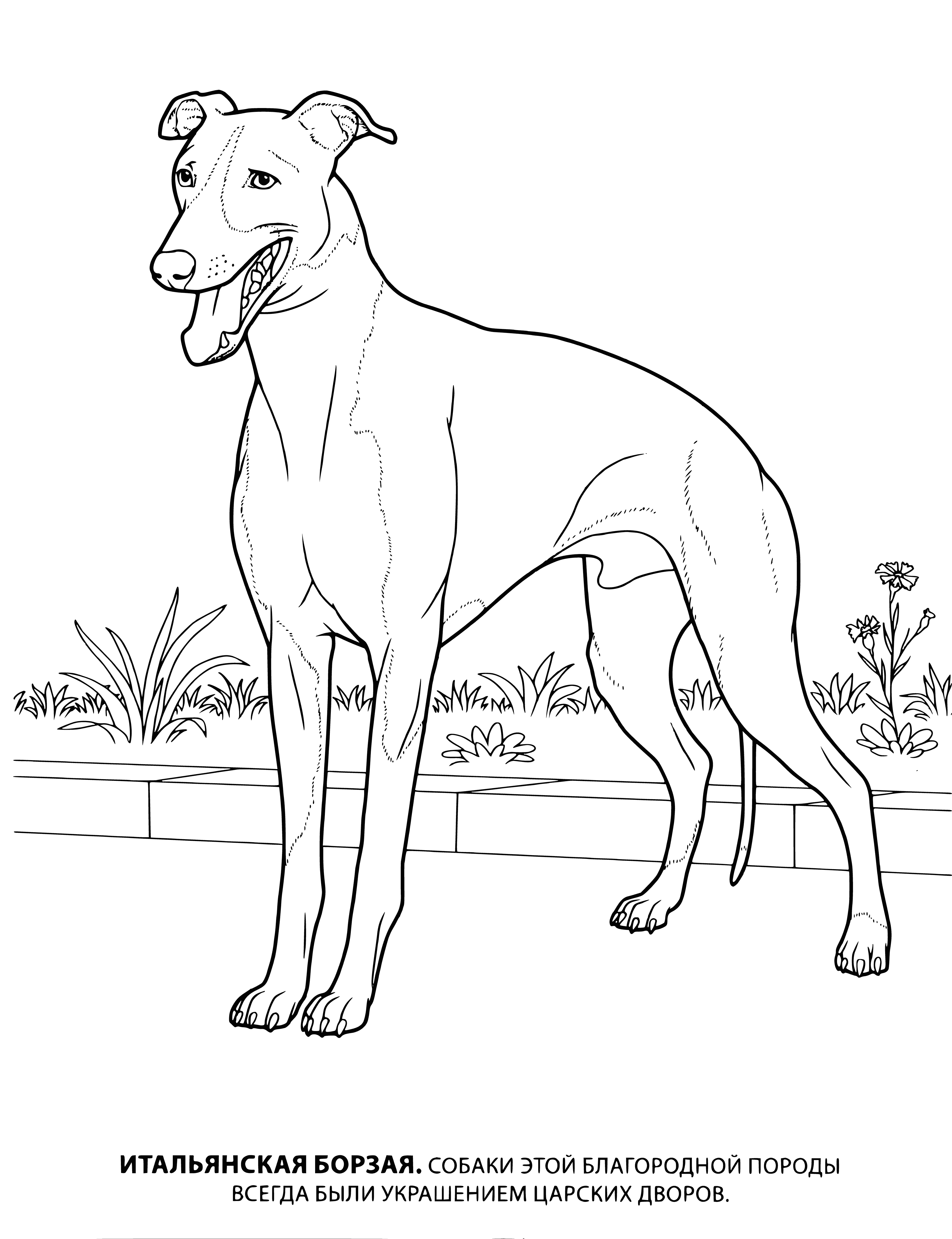 coloring page: Small grey dog w/ pointy ears & long legs stands still on a road. Thin frame.