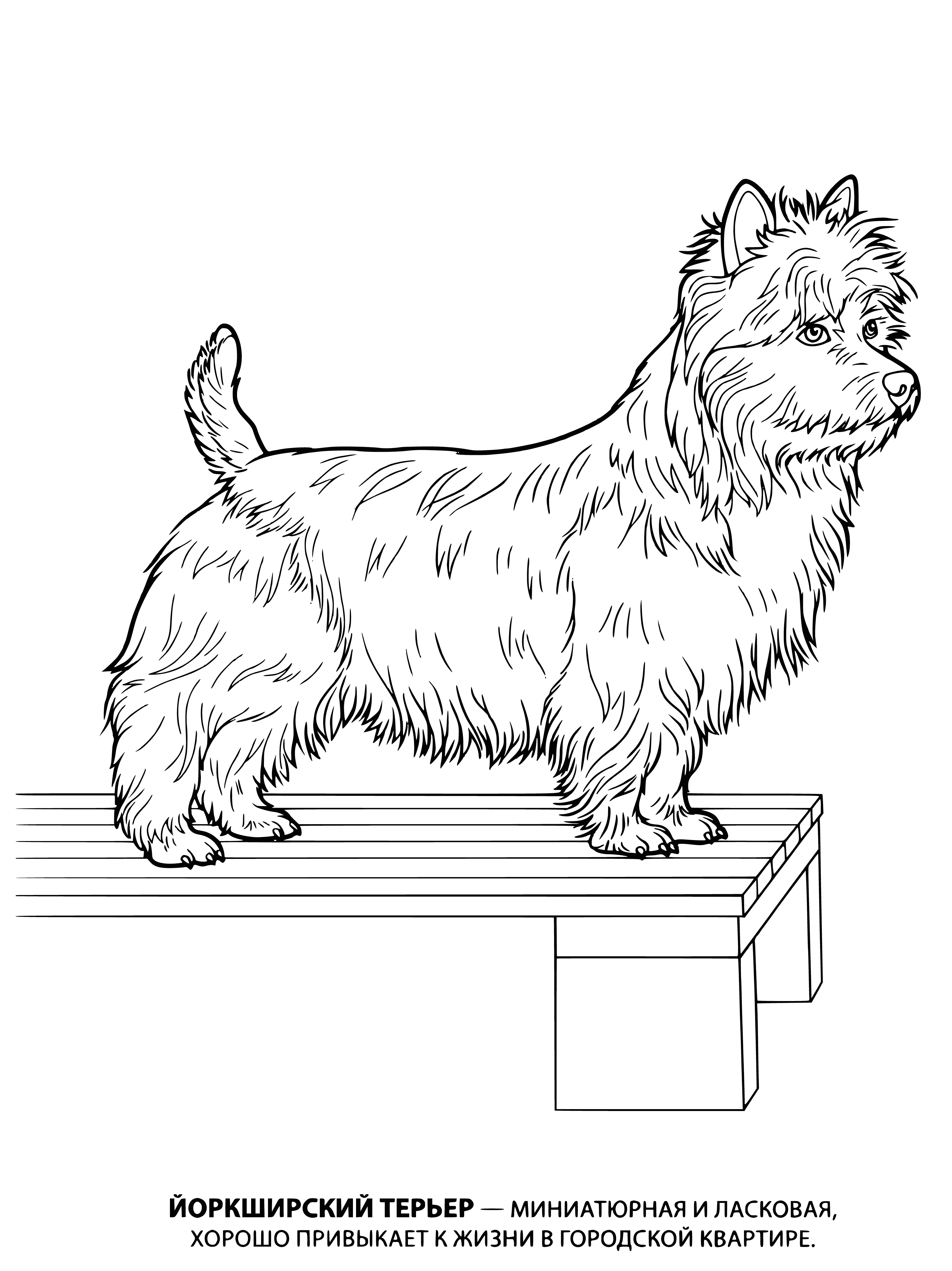 coloring page: Small long-haired dog w/ black/brown coat, tan head, floppy ears, long tail.
