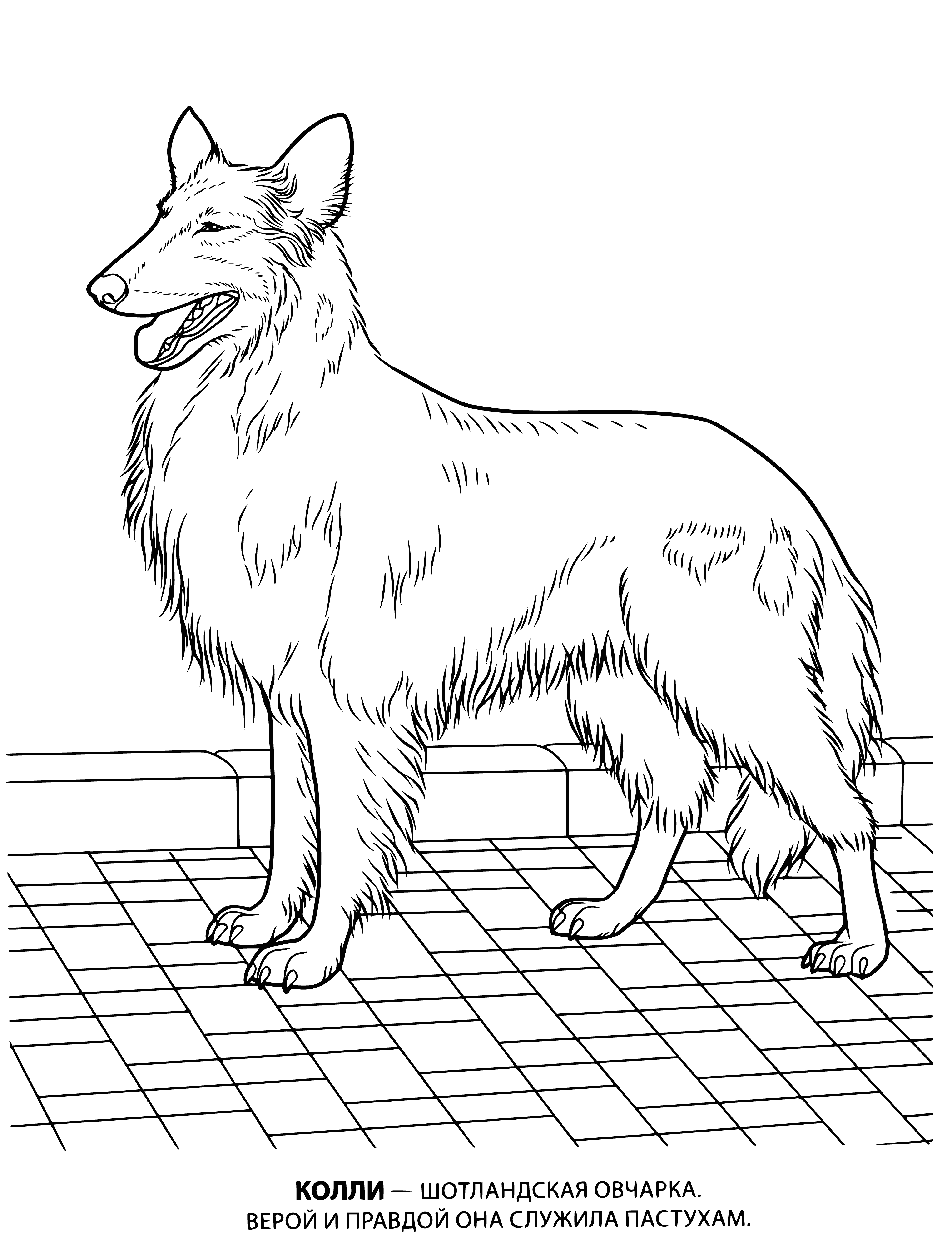 coloring page: A collie with black and white coat stands in a grassy field, tail pointing up. Trees in the background. #coloring #dog
