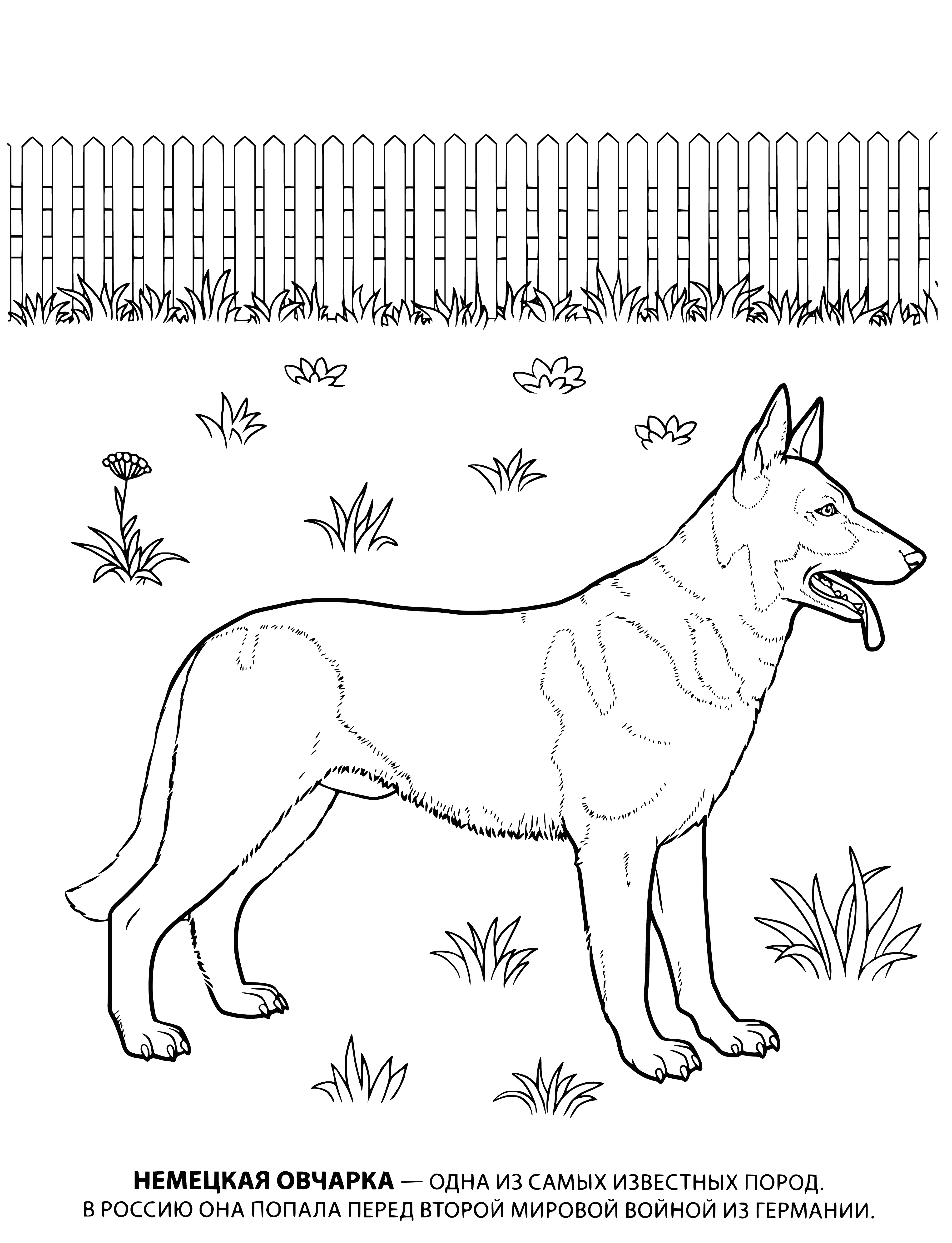 coloring page: A large muscular dog with brown and black fur, erect ears and long curved tail, looking serious while sitting on haunches.