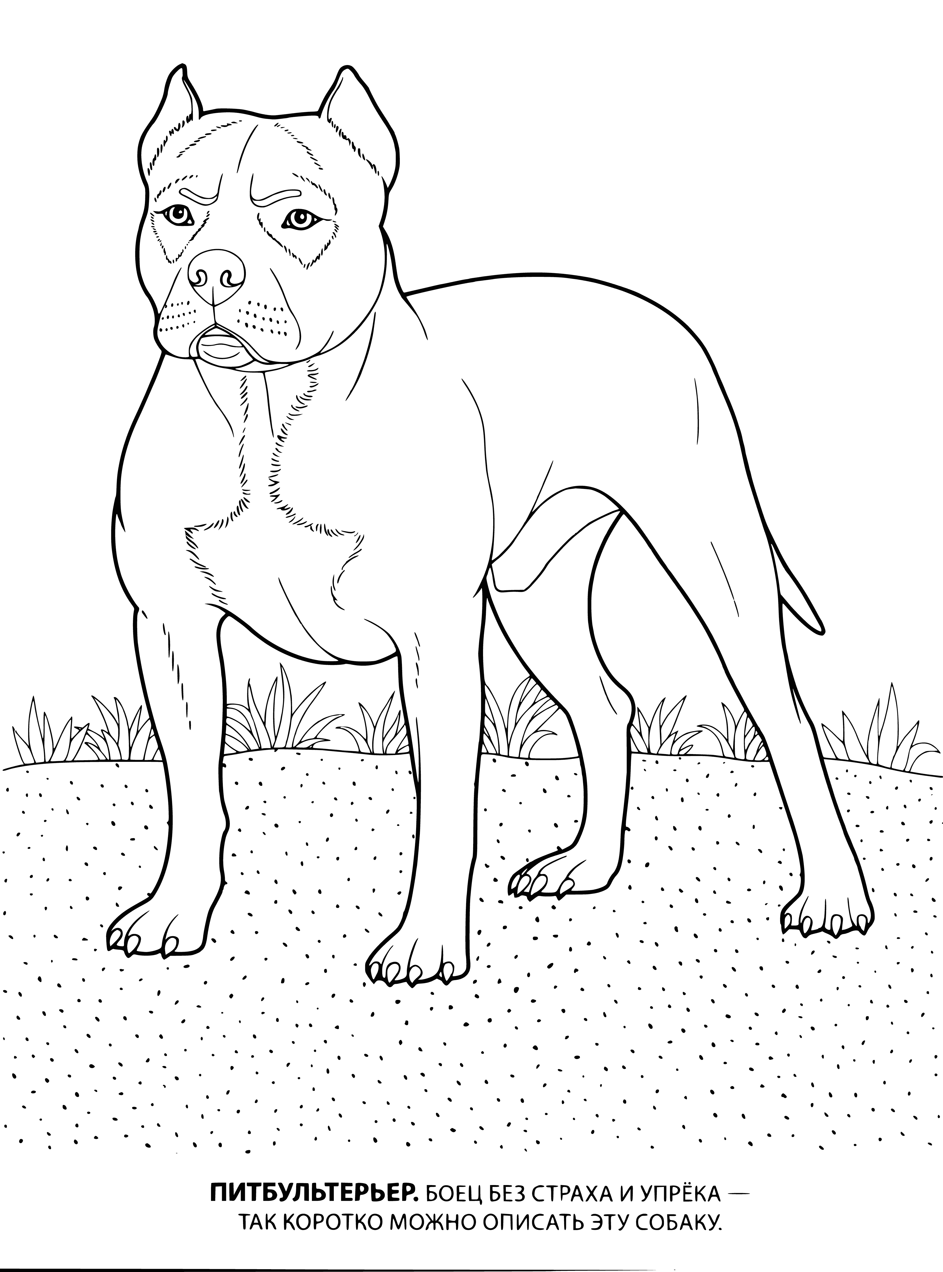 coloring page: Black dog w/ white chest & face. Cropped ears & powerful-looking jaw.