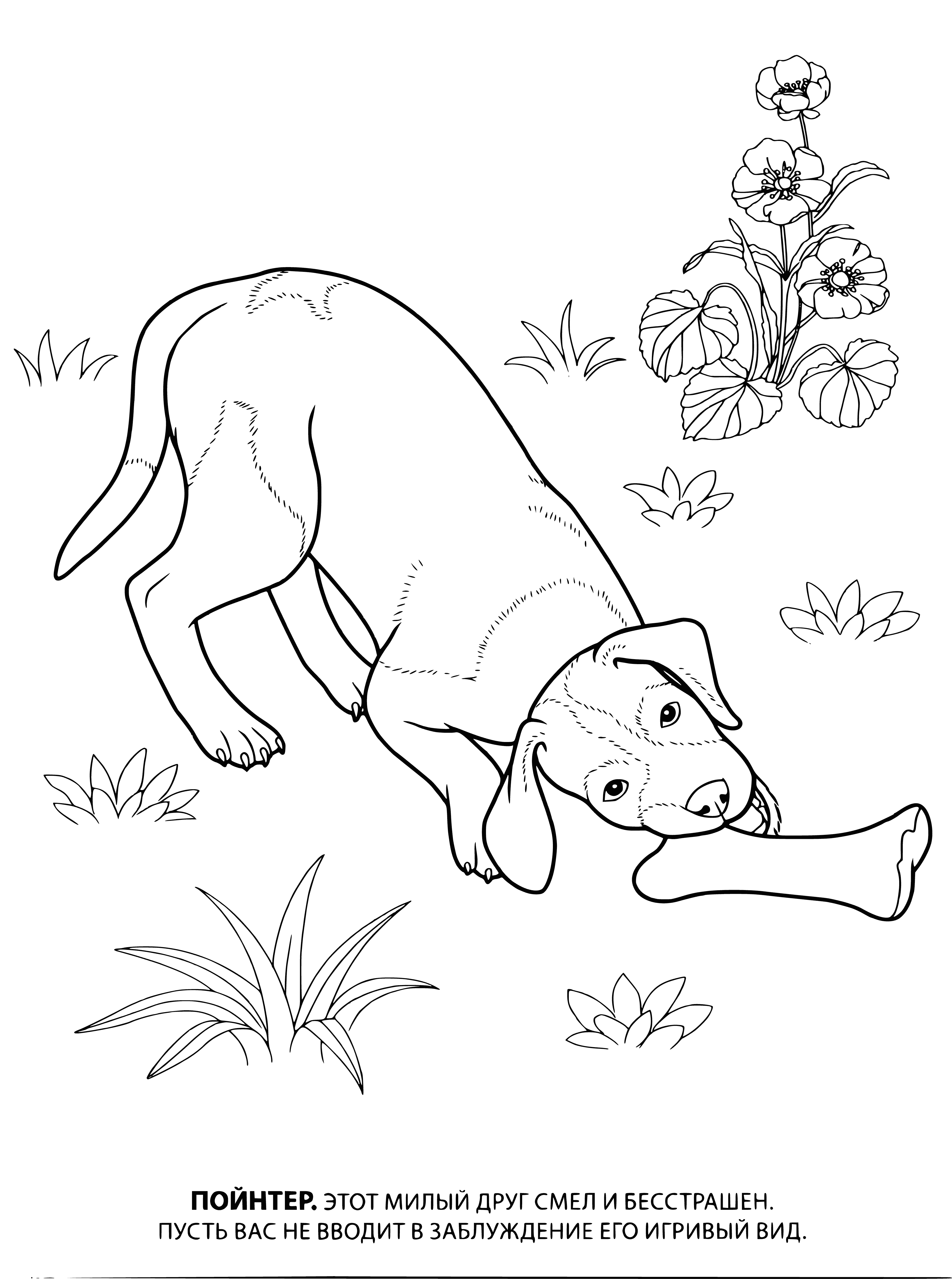 coloring page: Two brown and white dogs, one standing and one sitting, facing away from each other -- a fun coloring page! #coloring #doglovers