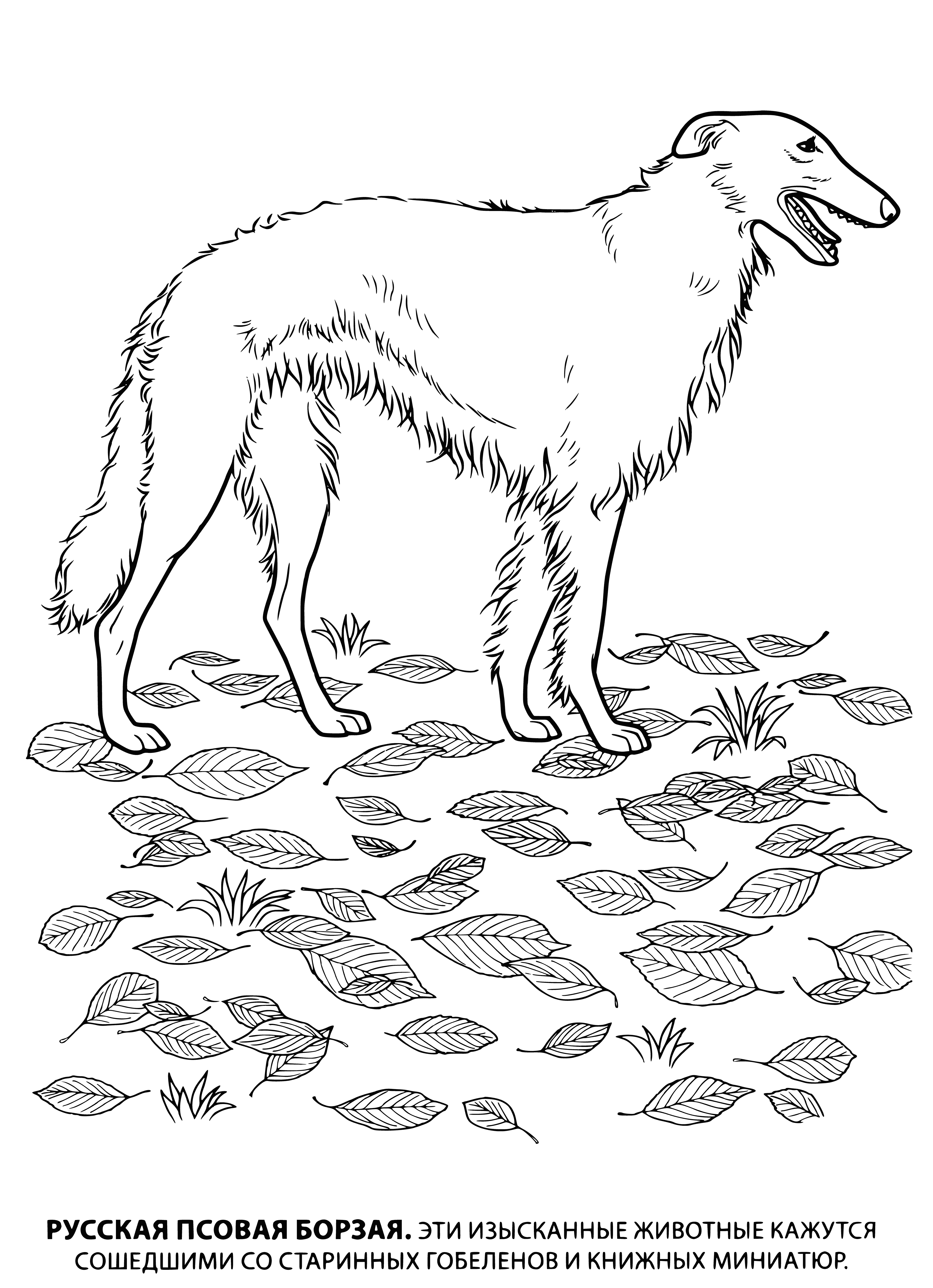 coloring page: Russian-hound sighthound: lean, muscular dog with long, narrow head; pointy ears; thin tail; short, smooth coat; fast, agile runner; used for hunting.