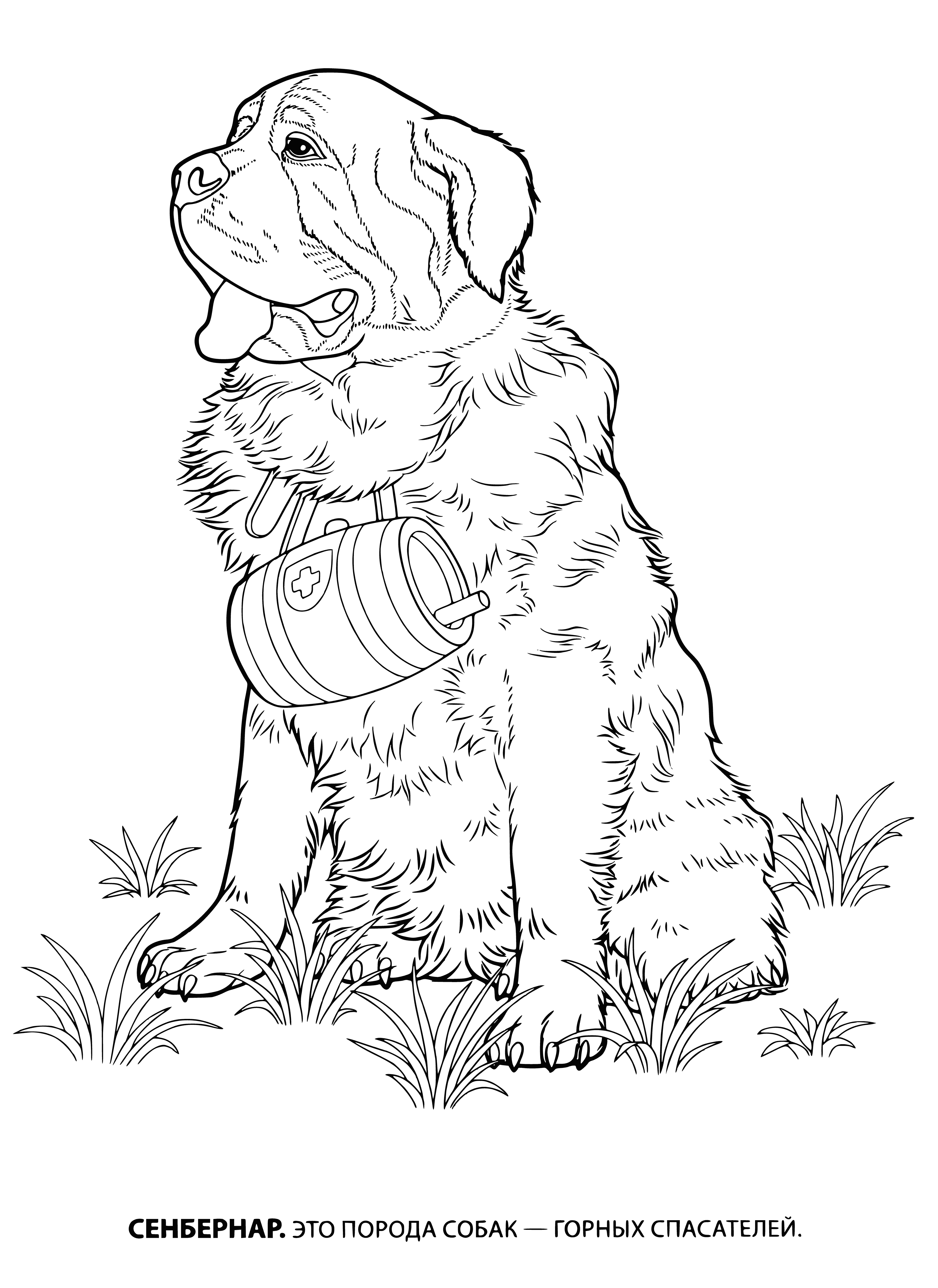coloring page: Two dogs, one brown and one white, standing on a sidewalk, looking into the camera.