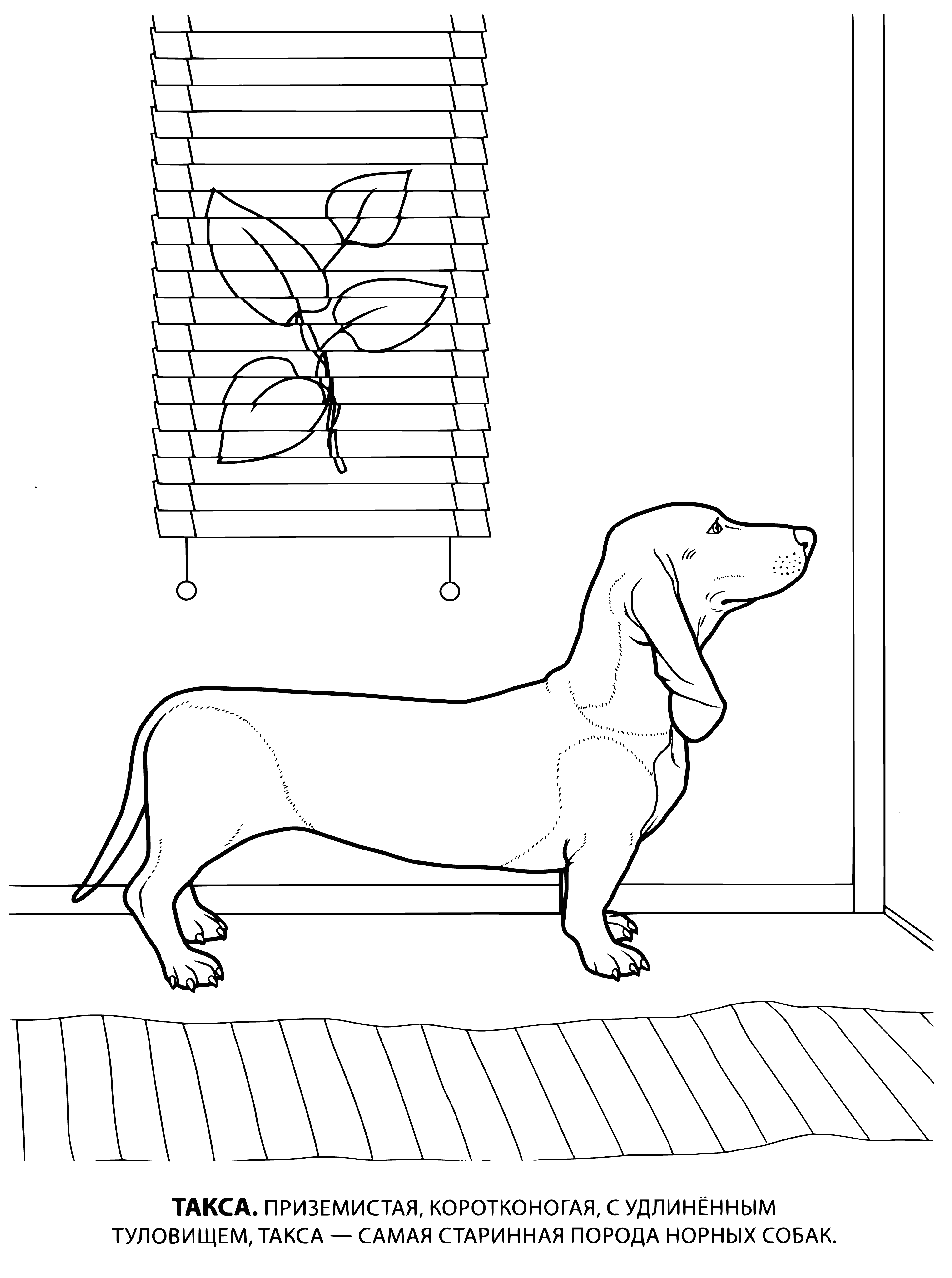 coloring page: A small brown and white dog with a purple leash sticks its tongue out in a grassy field. #cutedogs