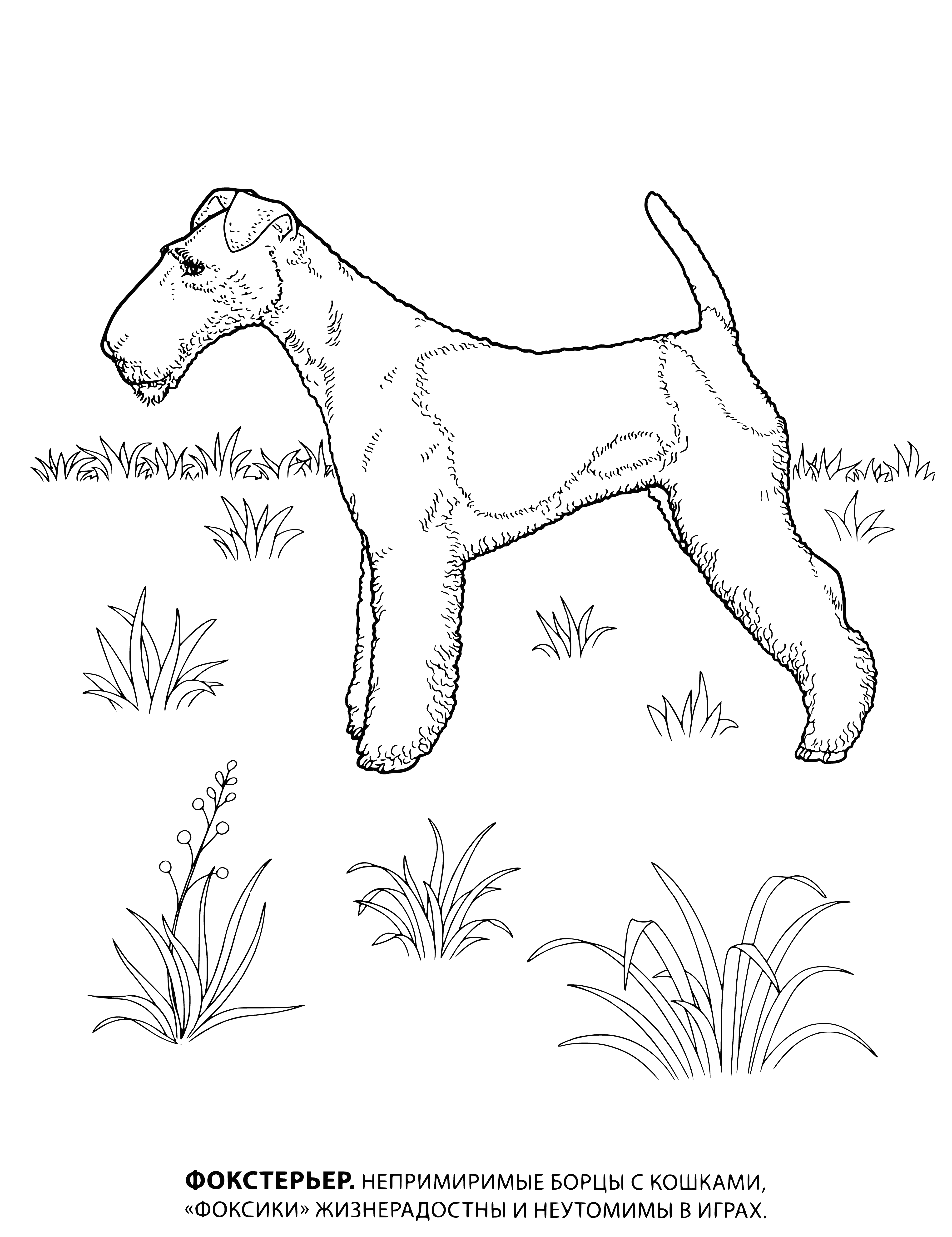 coloring page: Small brown & white dog w/pointy ears & long tail stands on grass. Tree & fence in background.